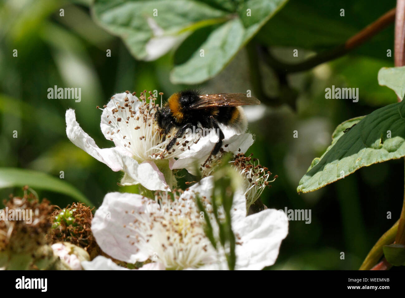 Bourdon - Coucou Psithyrus vestalis, homme. Sur Bramble fleurs. Banque D'Images