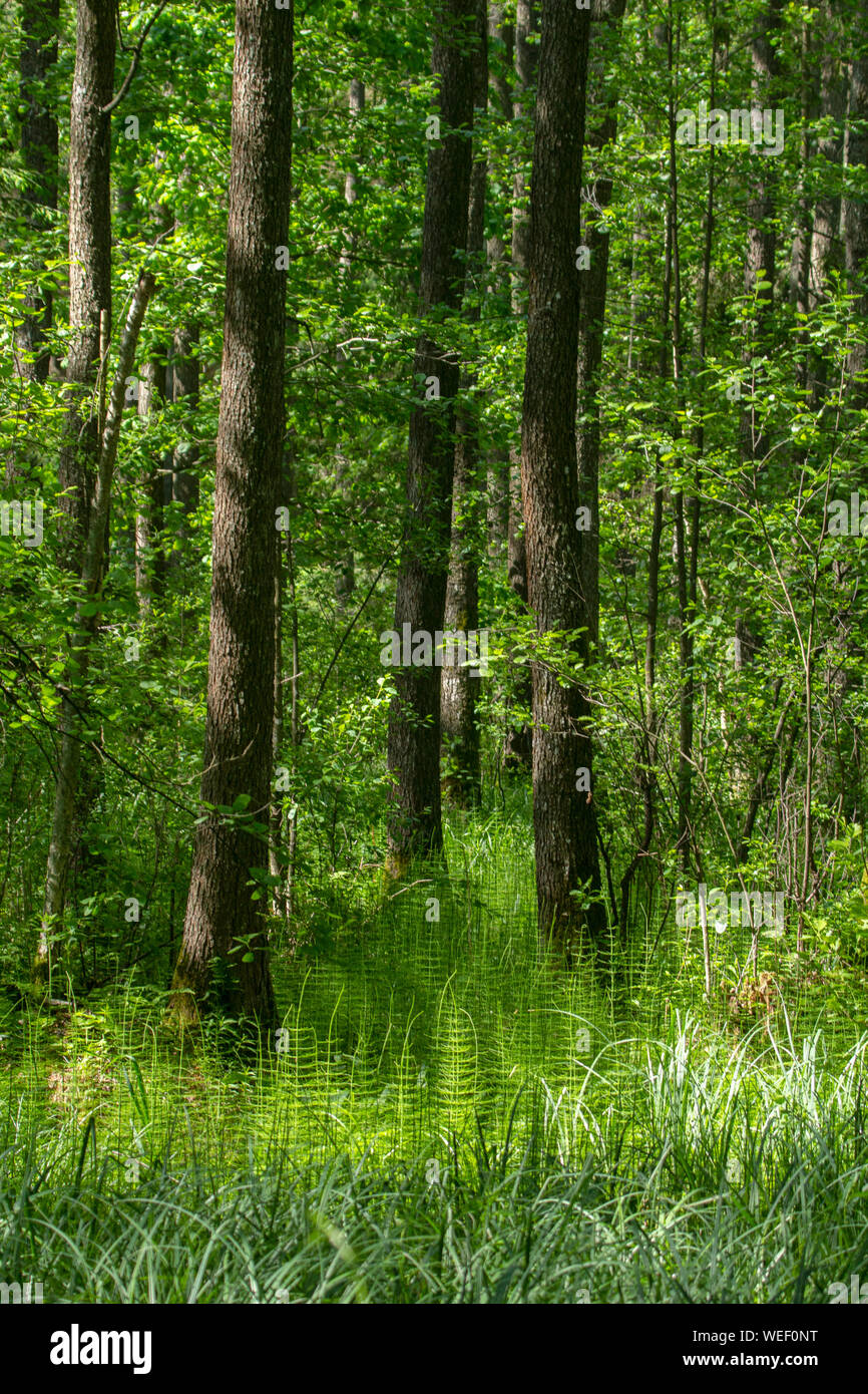 Alder Carr forestiers humides avec des juments Queue sous les arbres Banque D'Images