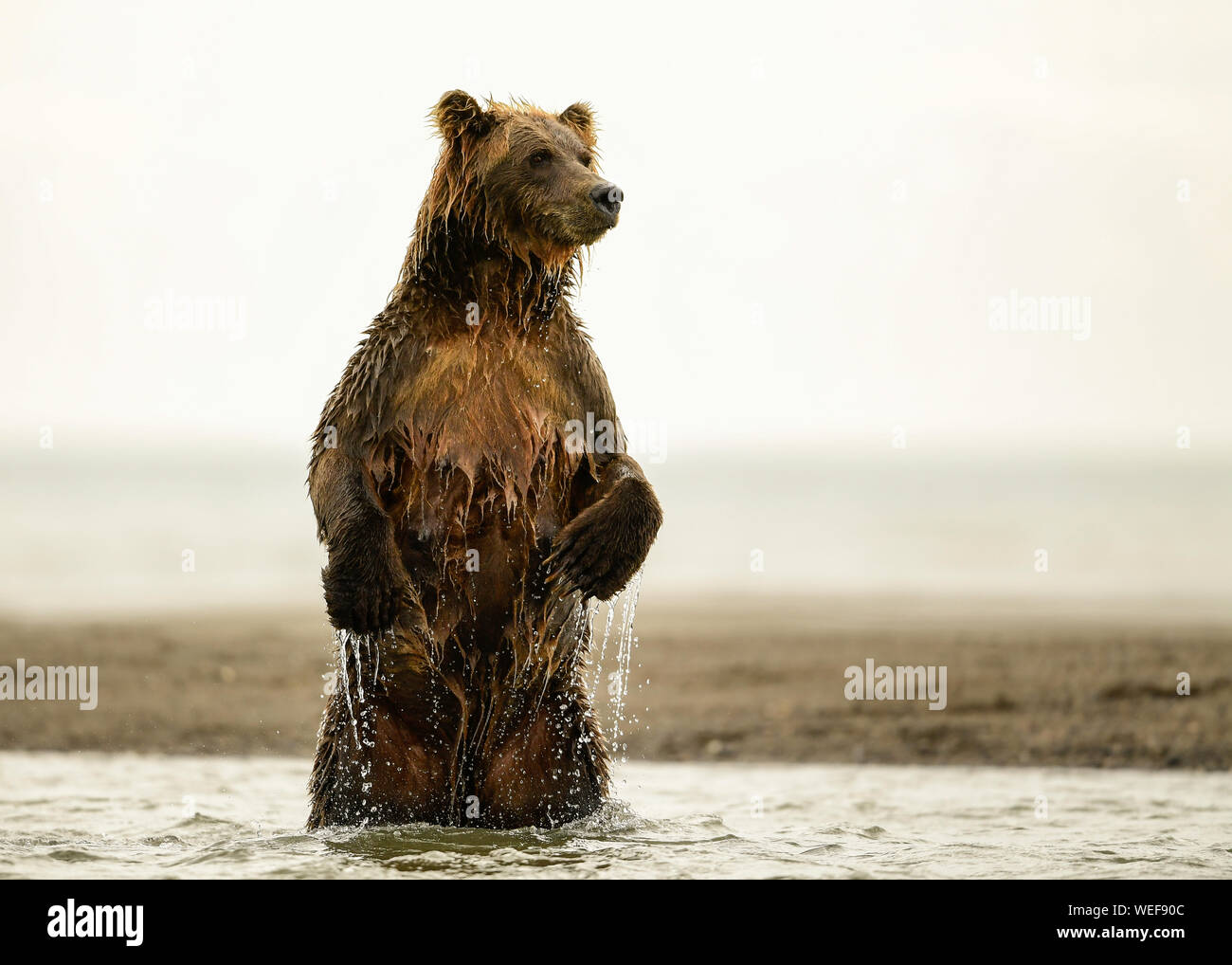L'ours brun d'Alaska, Lake Clark National Park Alaska Banque D'Images