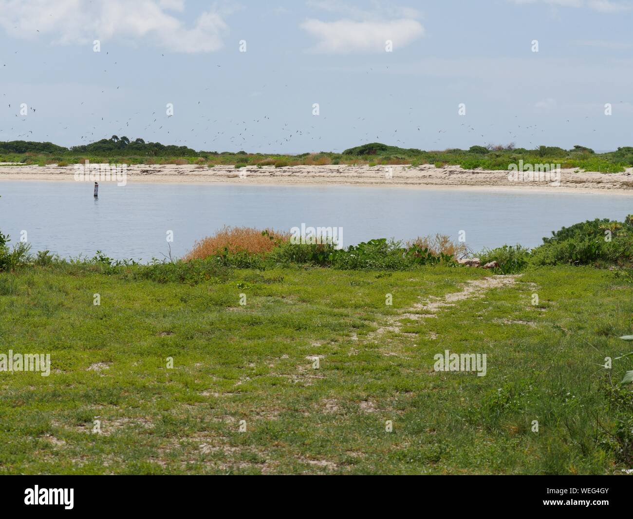 L'herbe verte et les belles plages, dans le parc national sec de Tortugas en Floride. Banque D'Images