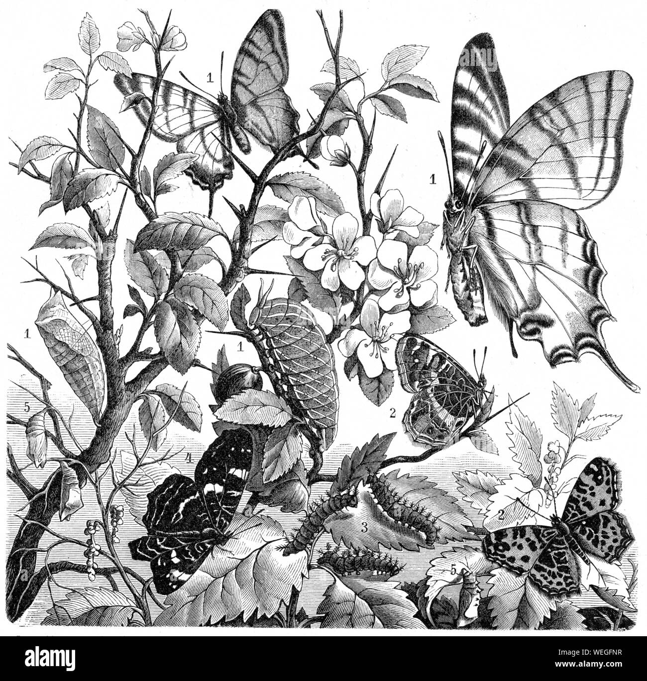Papillons et Larvaes en noir et blanc Banque D'Images