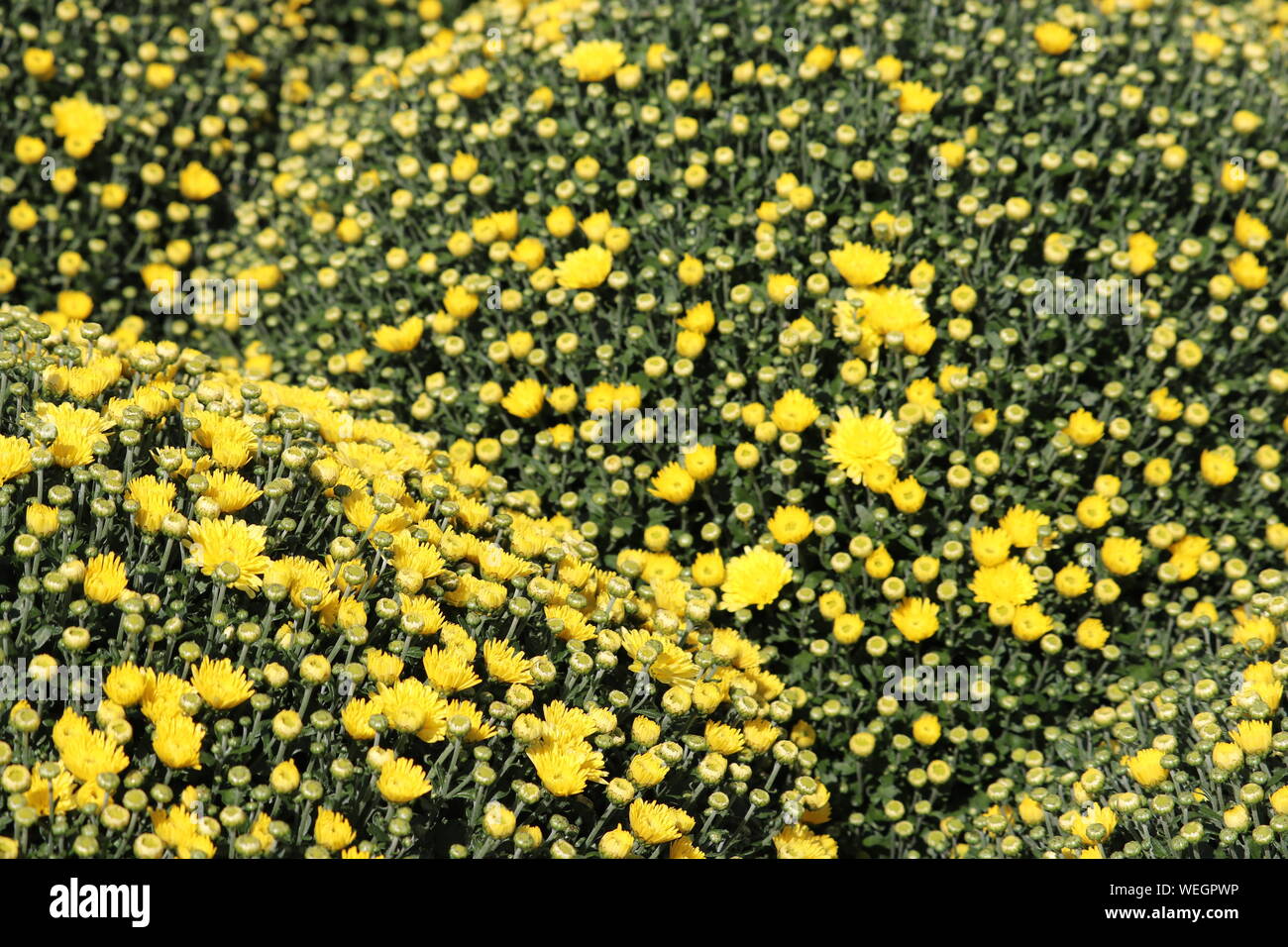 Chrysanthèmes jaunes, champs de fleurs colorées en journée ensoleillée, selective focus. Floral background festive, beau modèle, symbole de l'automne Banque D'Images
