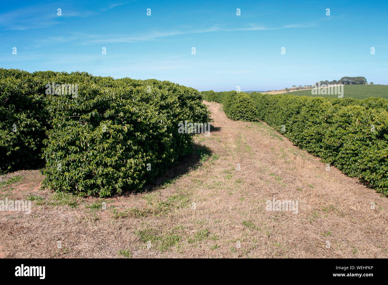 Plantation de café ferme au Brésil - voir ferme avec une plantation de café - la production de haricots de café du Brésil - Cafe do Brasil Banque D'Images