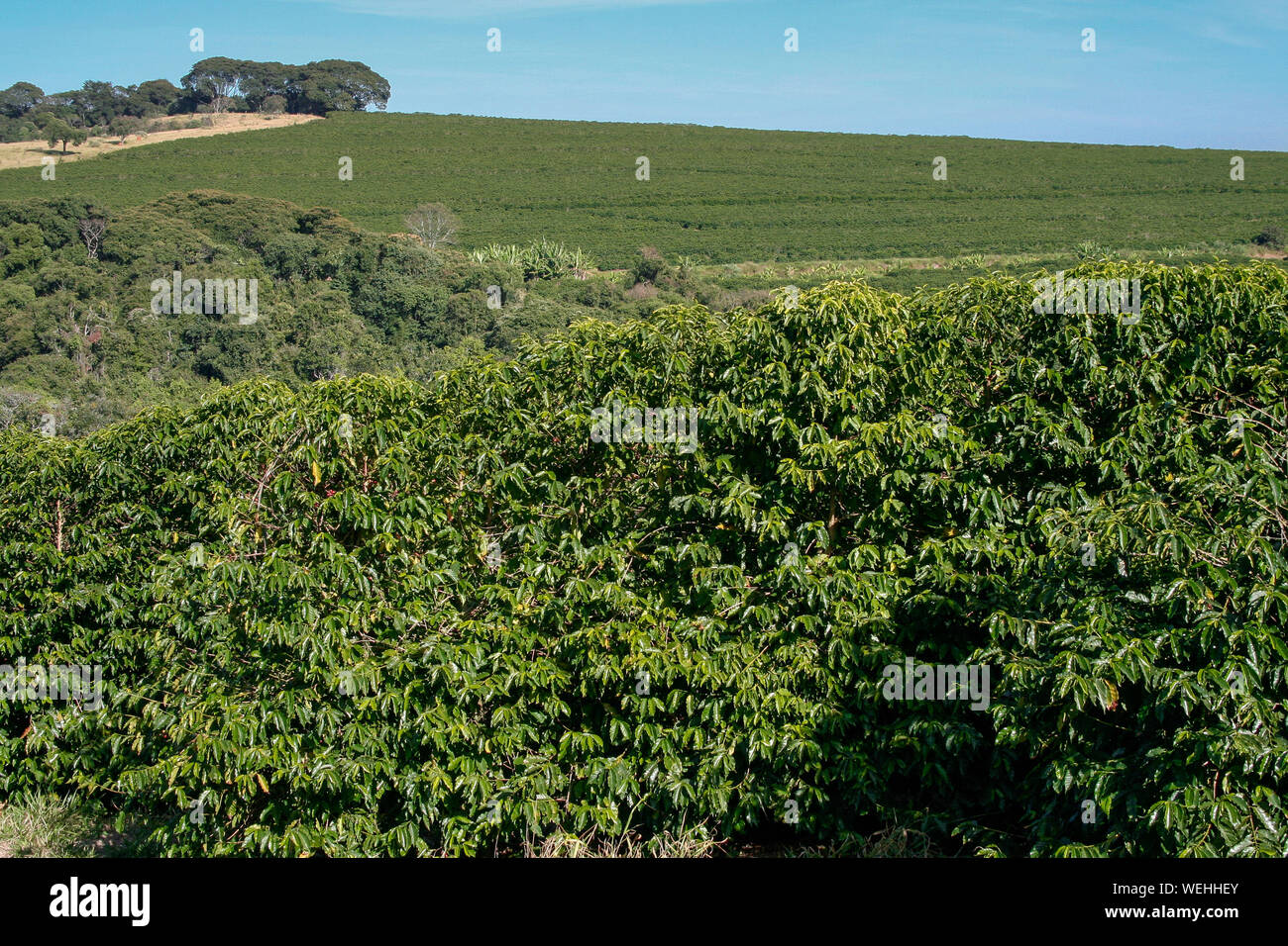 Plantation de café ferme au Brésil - voir ferme avec une plantation de café - la production de haricots de café du Brésil - Cafe do Brasil Banque D'Images