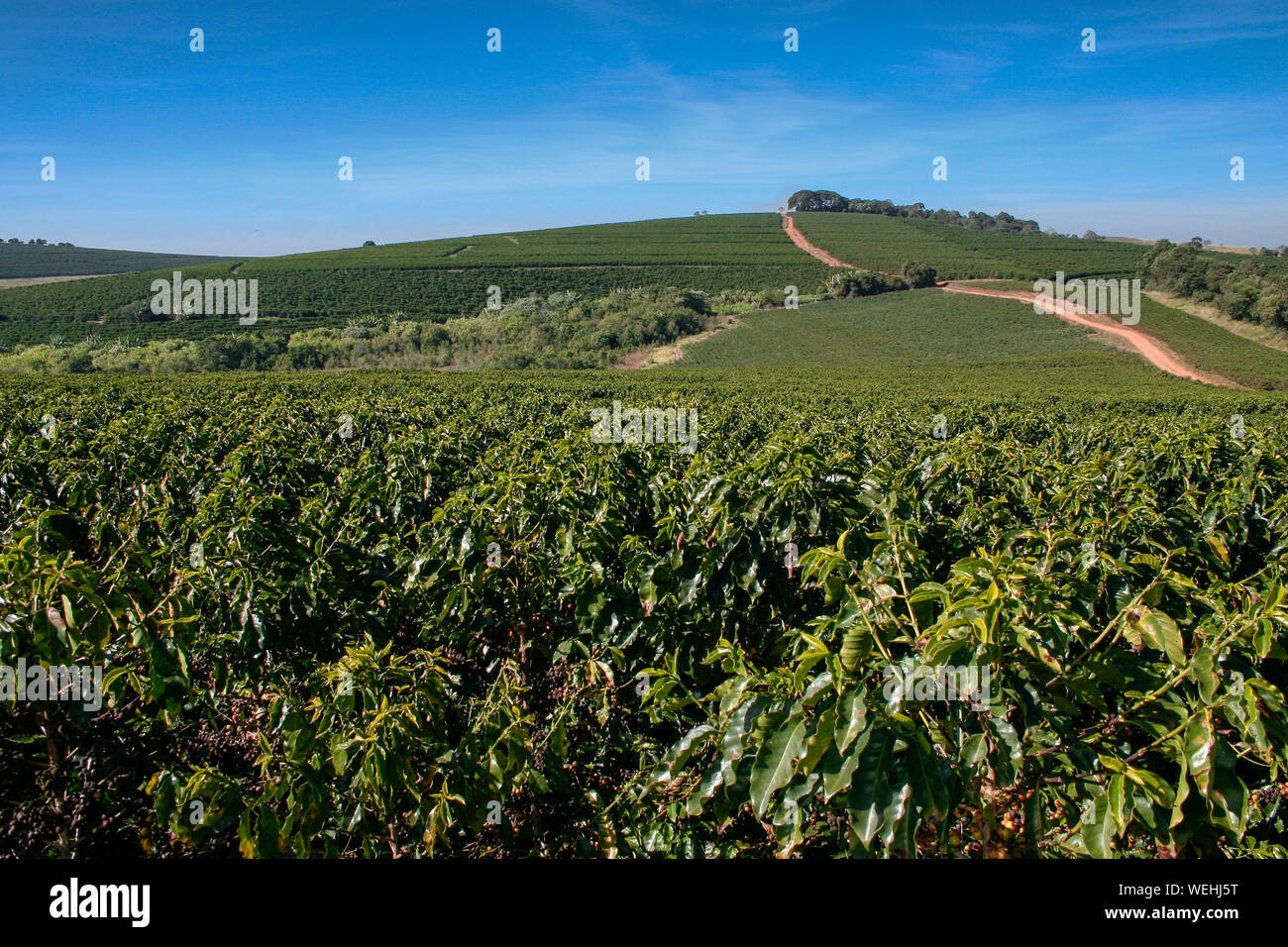 Plantation de café ferme au Brésil - voir ferme avec une plantation de café - la production de haricots de café du Brésil - Cafe do Brasil Banque D'Images