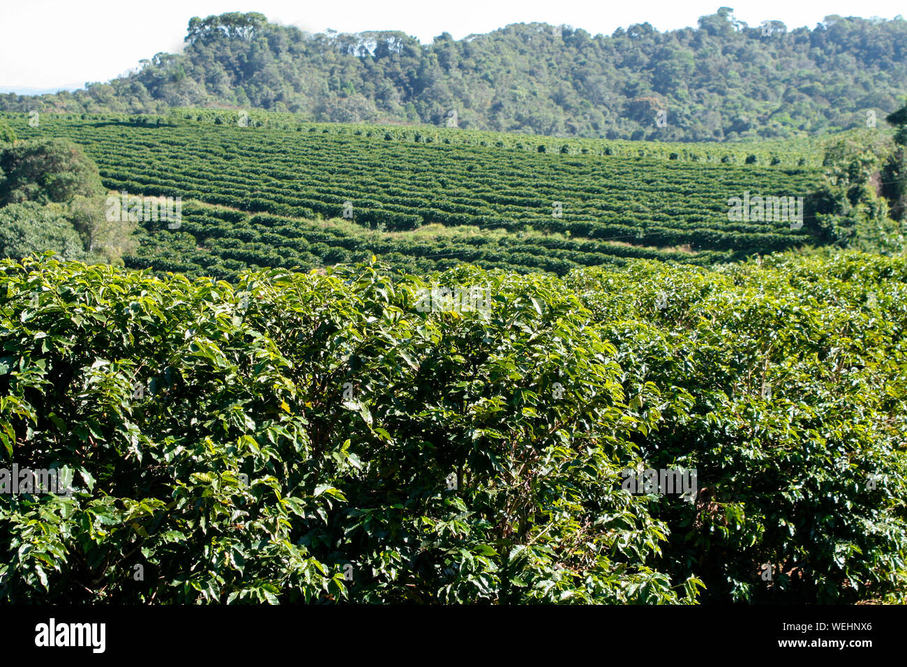 Plantation de café ferme au Brésil - voir ferme avec une plantation de café - la production de haricots de café du Brésil - Cafe do Brasil Banque D'Images