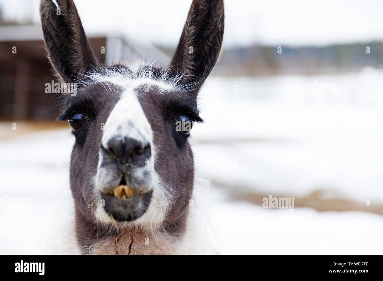 Mâcher de lamas en hiver à Mickelbo près de Umea Banque D'Images