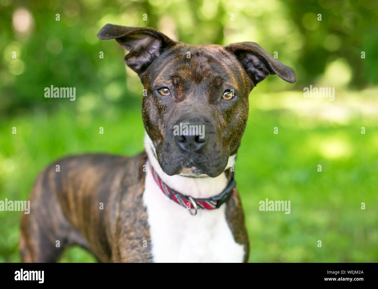 Un bringé et blanc pit-bull terrier dog avec les oreilles tombantes à  directement à l'appareil photo Photo Stock - Alamy
