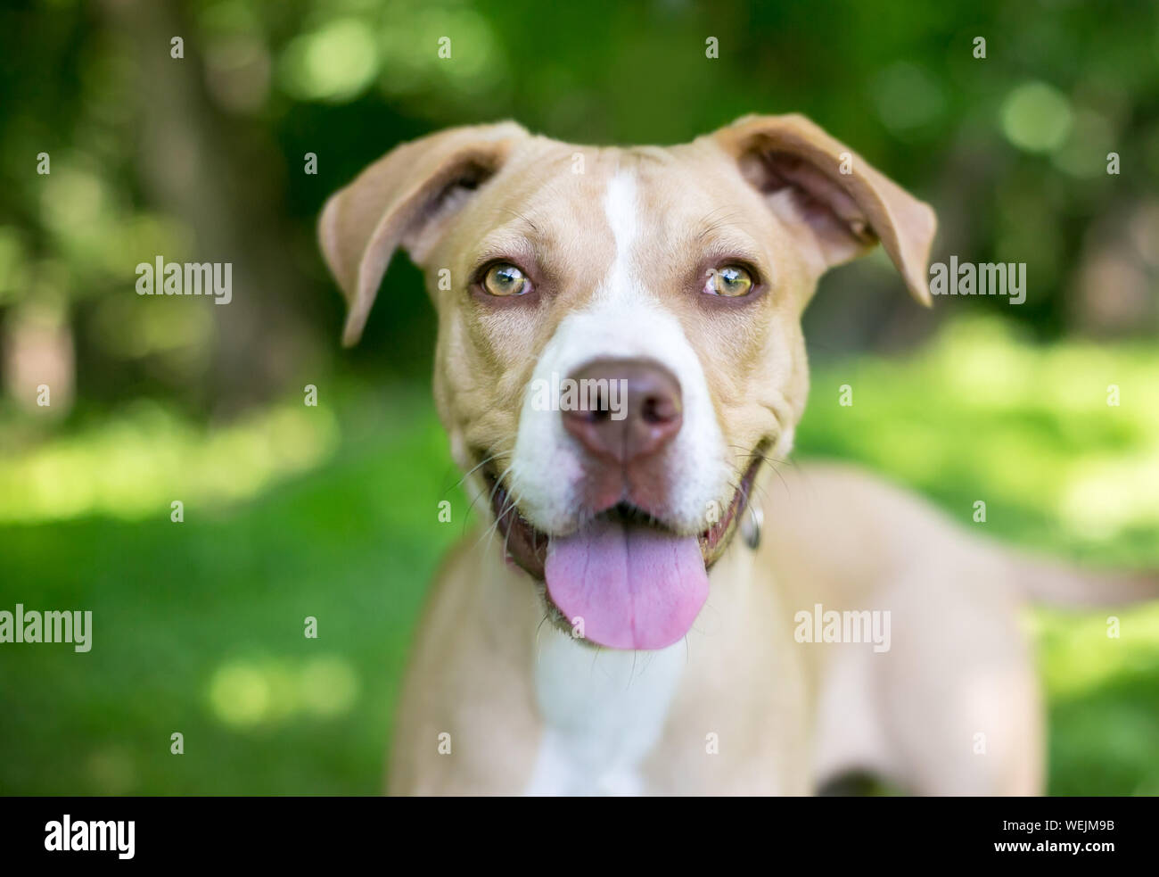 Close up of a young tan et avec une expression heureuse Banque D'Images