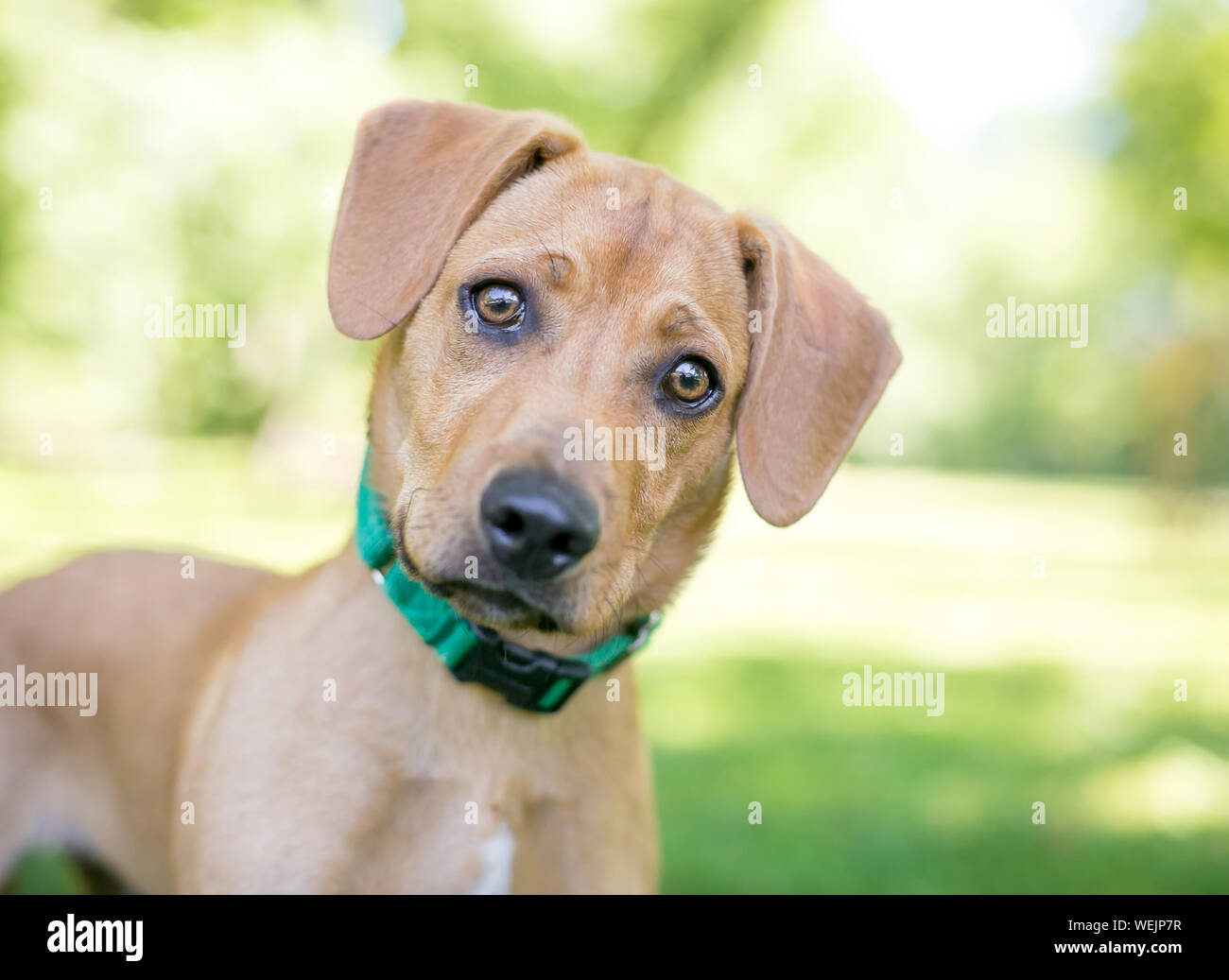 Un joli Labrador / Golden Retriever chiot de race mixte avec une inclinaison de tête d'écoute Banque D'Images