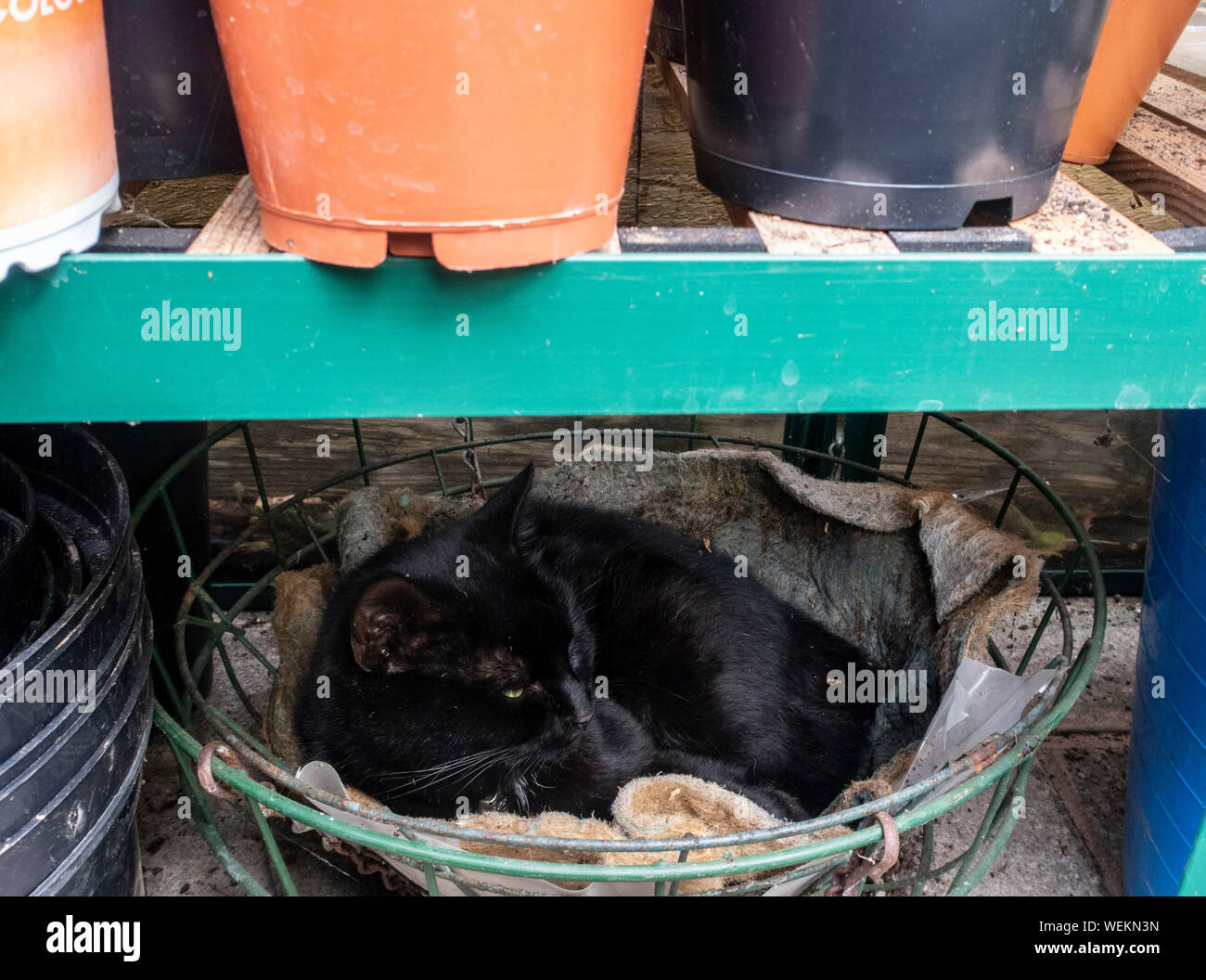 Jeune chat noir endormi dans un panier suspendu dans une serre. Banque D'Images