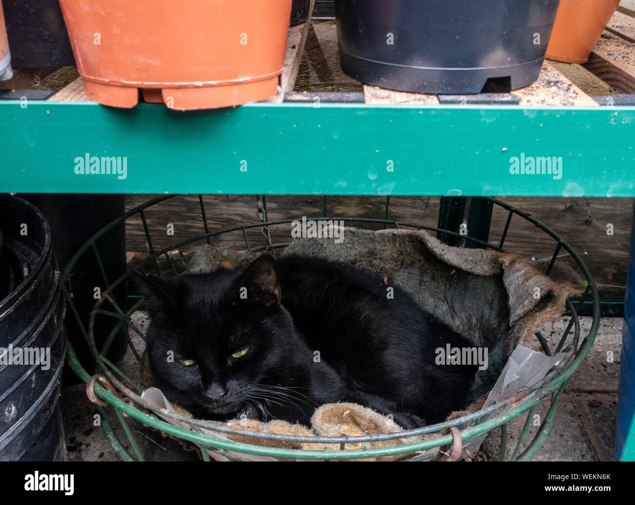 Jeune chat noir endormi dans un panier suspendu dans une serre. Banque D'Images