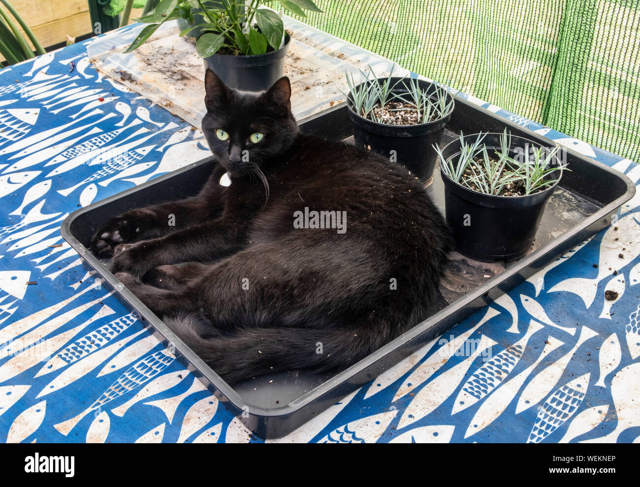 Jeune chat noir endormi dans le bac en plastique dans une serre Banque D'Images
