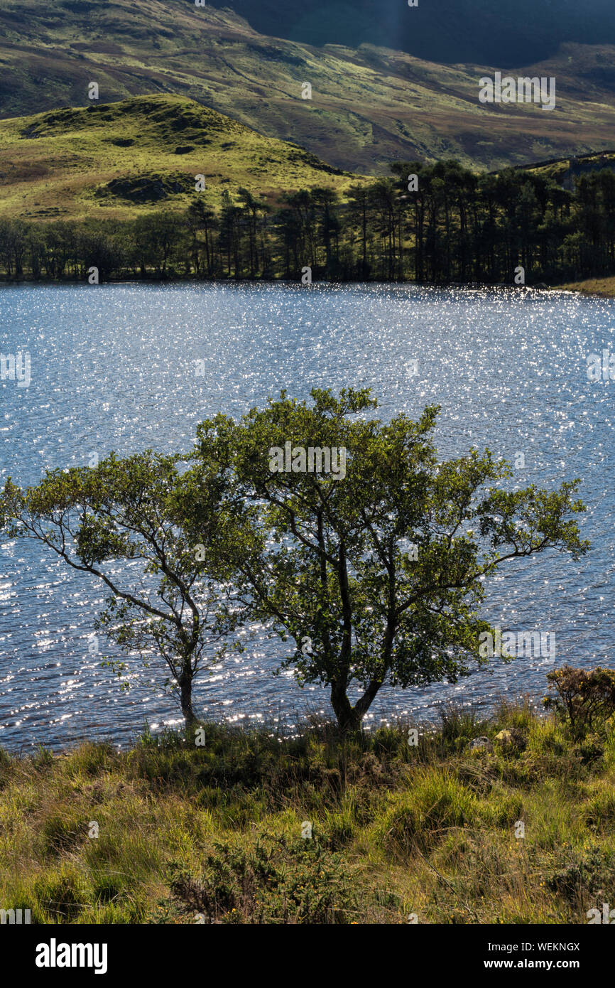 Arbres à Cregennan Lacs Banque D'Images