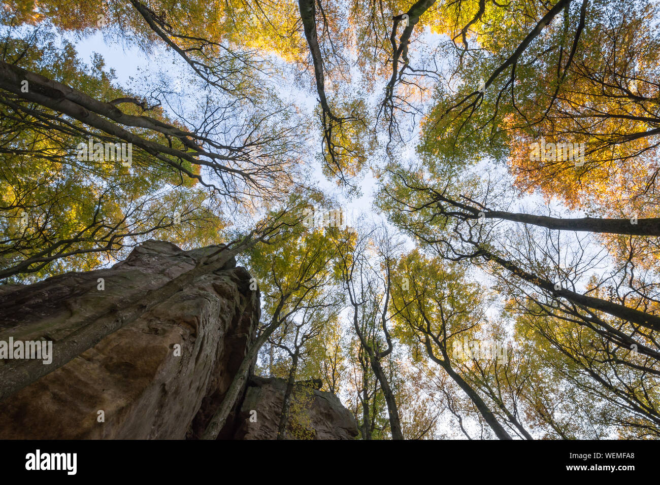 Low Angle View of Trees in Forest au cours de l'automne Banque D'Images