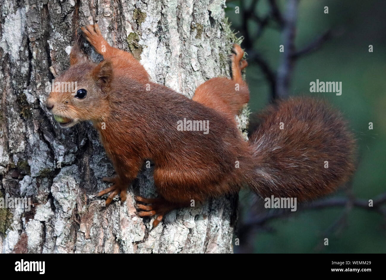 Écureuil rouge eurasien, écureuil collectant de la nourriture Banque D'Images