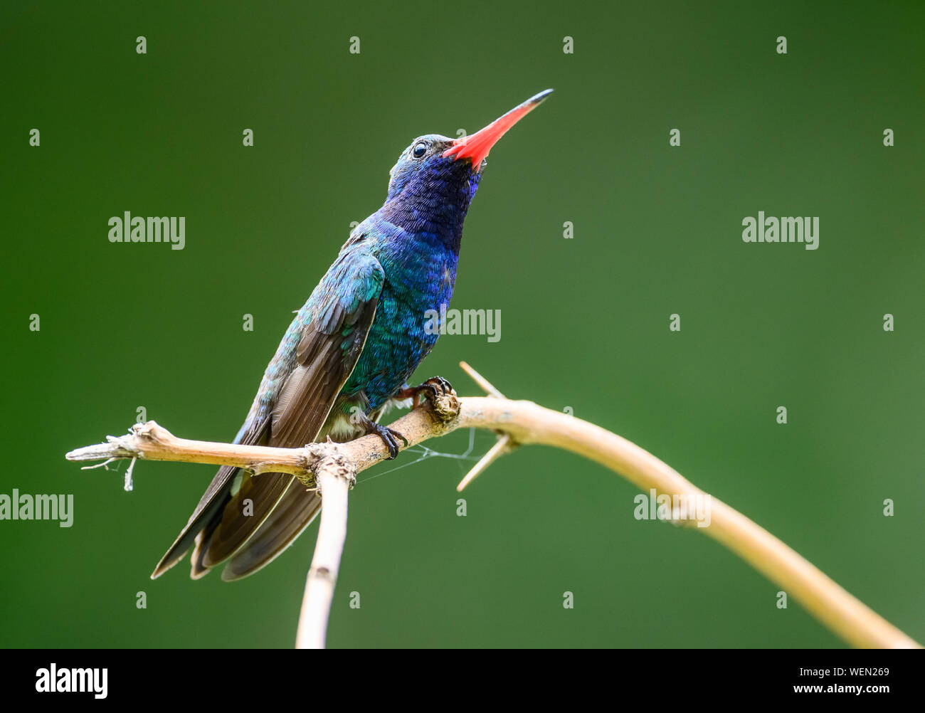 Un homme large-billed Hummingbird (Cynanthus latirostris) perché sur abranch. Tucson, Arizona, USA. Banque D'Images