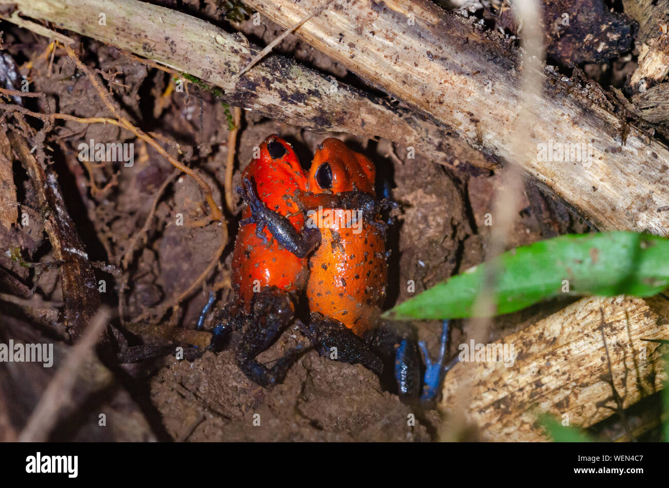Strawberry Poison-Dart Frog (Oophaga pumilio) deux mâles lutte , La Selva Biological Station, Costa Rica Banque D'Images