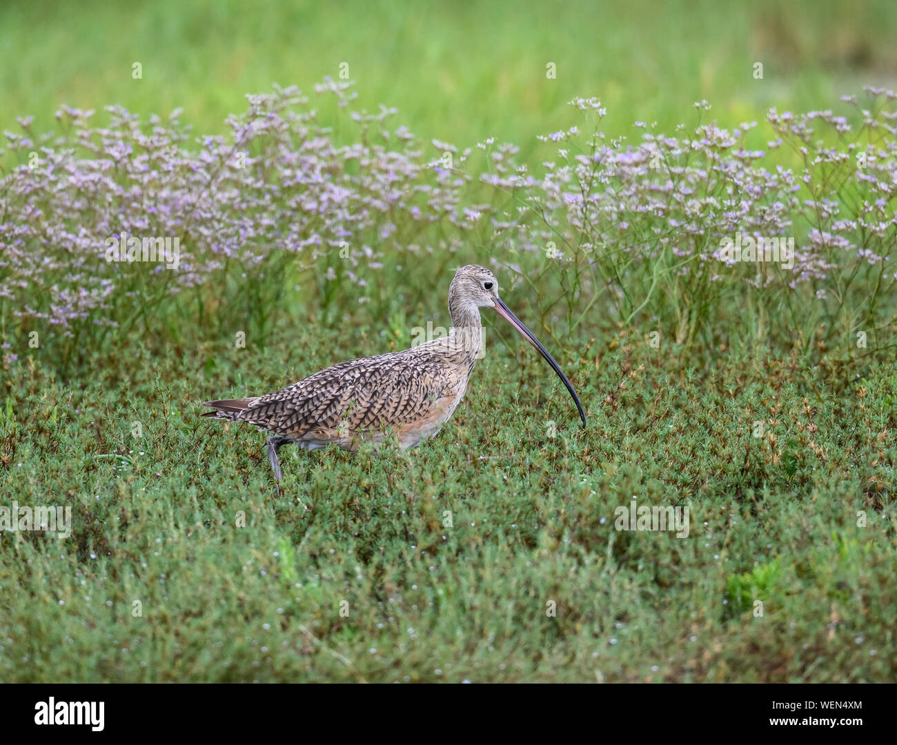 Courlis à long bec (Numenius americanus) de s'alimenter dans des buissons à fleurs. Galveston, Texas, États-Unis. Banque D'Images
