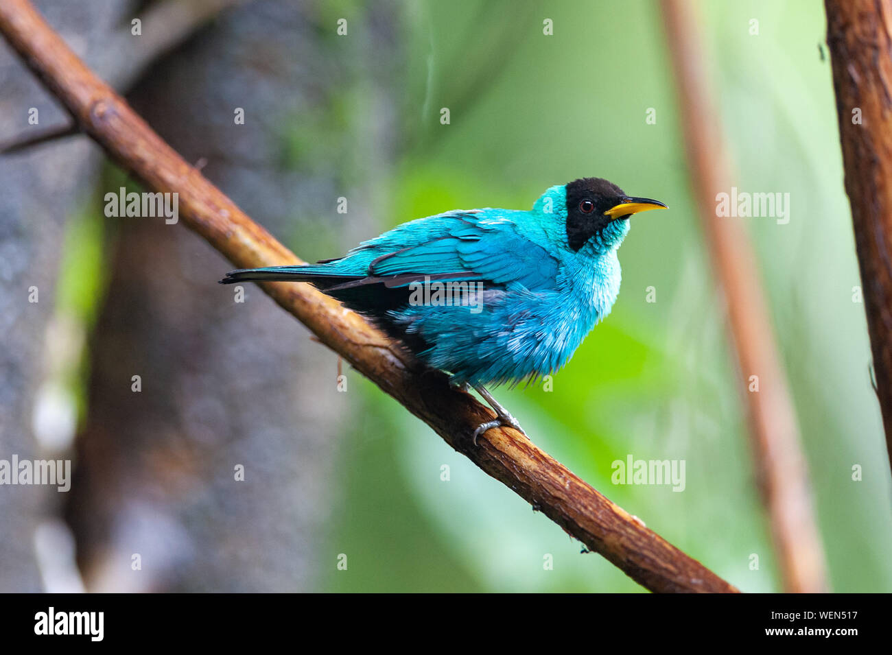 Green Honeycreeper (Chlorophanes spiza) - hommes près de la rivière Sarapiqui, Costa Rica Banque D'Images