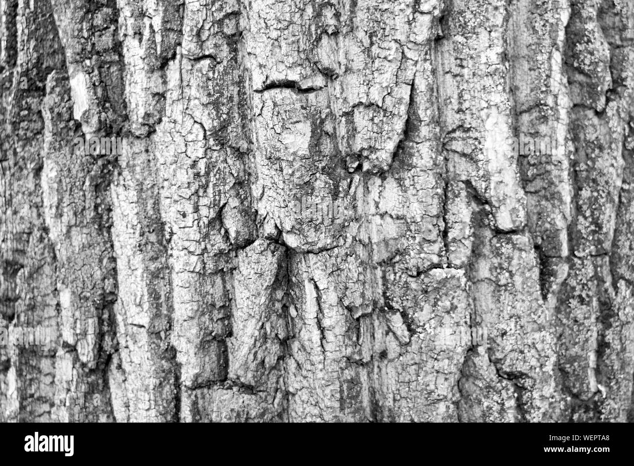 La photo en noir et blanc de close-up de l'écorce de bois. Arrière-plan de l'industrie du bois Banque D'Images