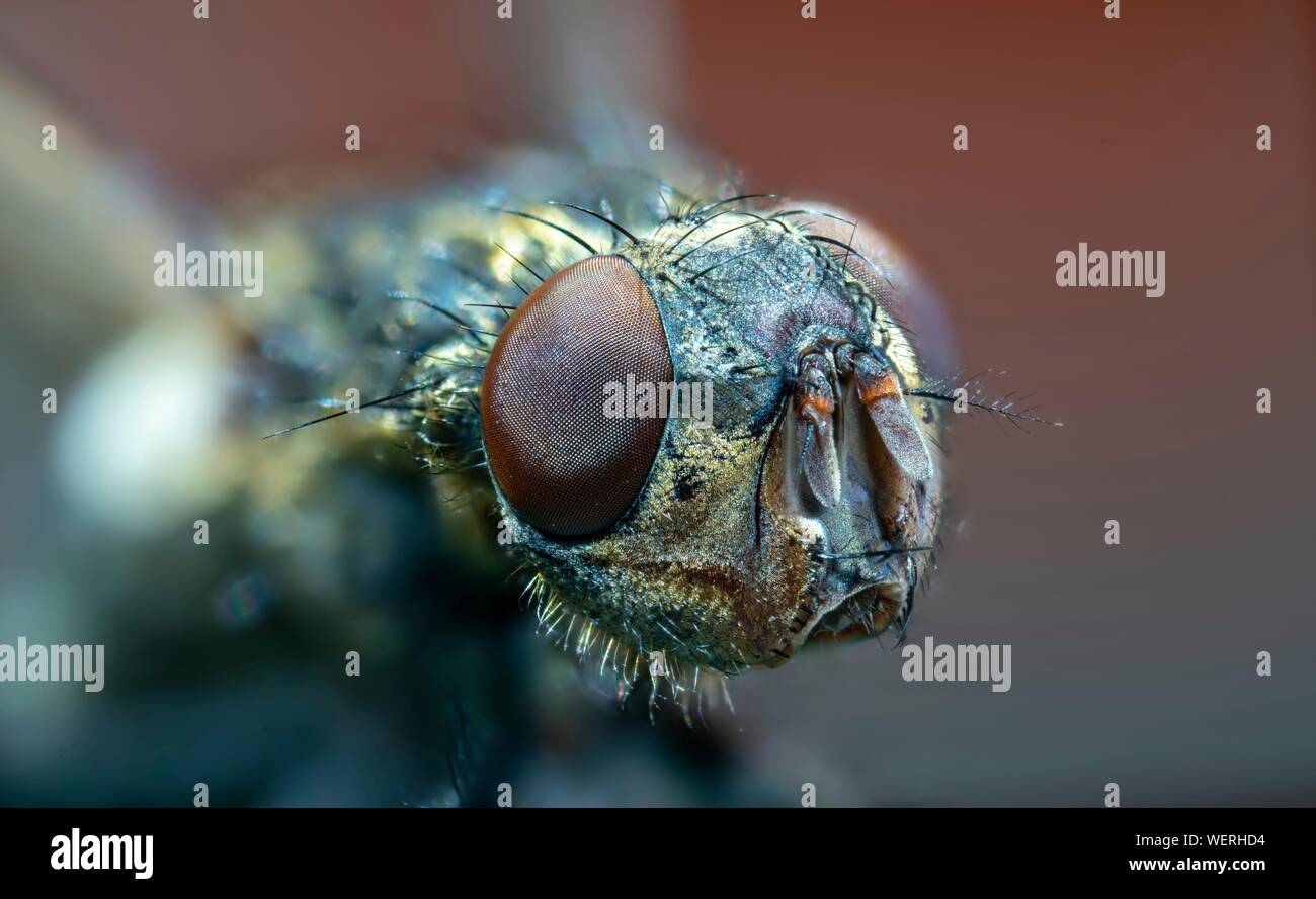 Fly head Banque D'Images