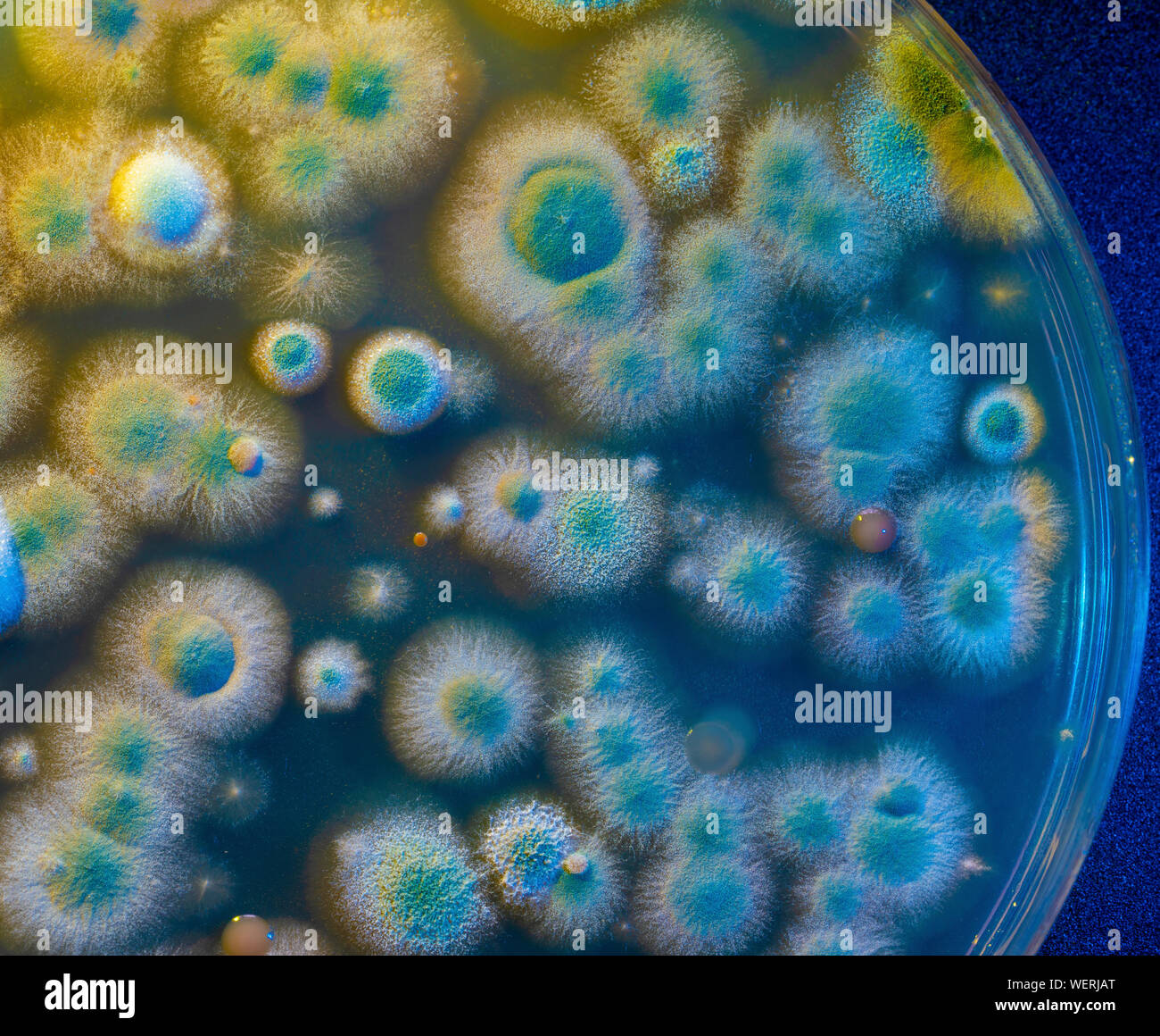 Les colonies microbiennes sur boîte de pétri Banque D'Images