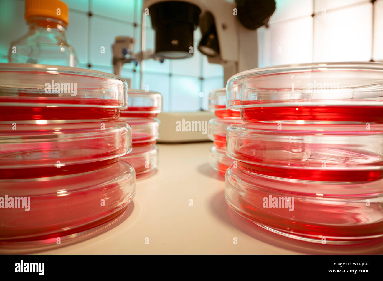 Recherches microbiologiques Banque D'Images