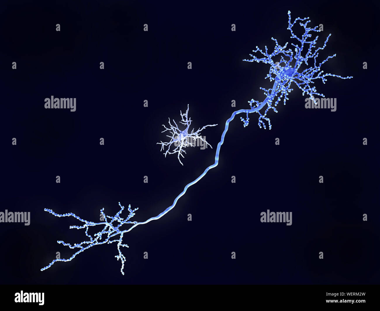 Neurone pyramidal et cellules microglies, illustration Banque D'Images