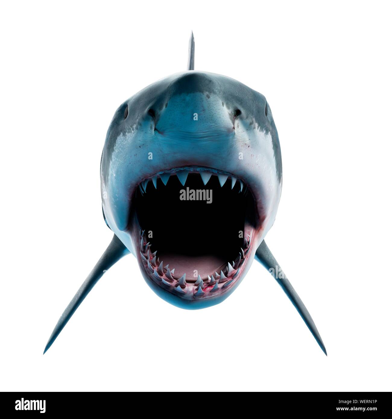 Grand requin blanc, illustration Banque D'Images