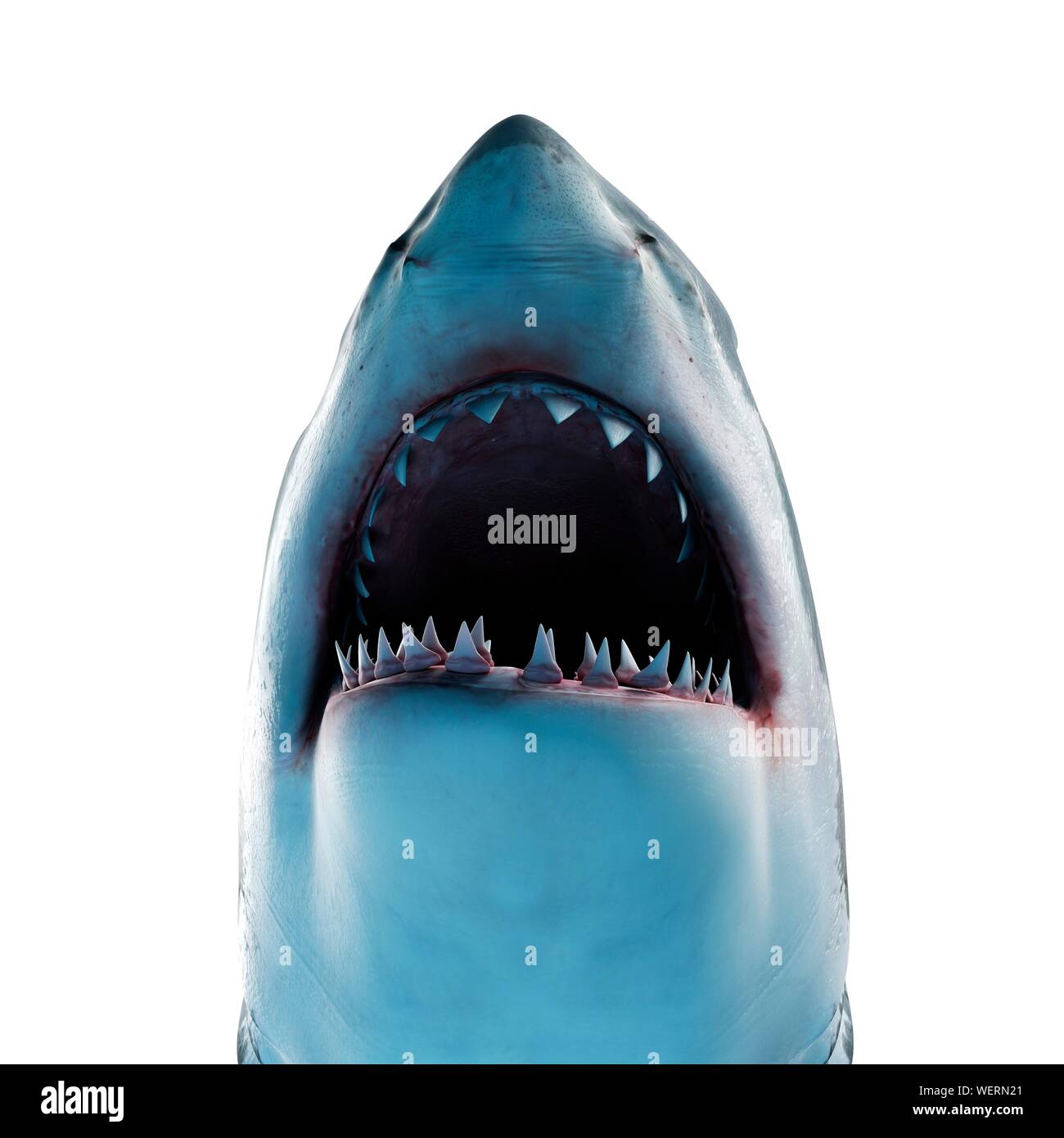 Grand requin blanc, illustration Banque D'Images