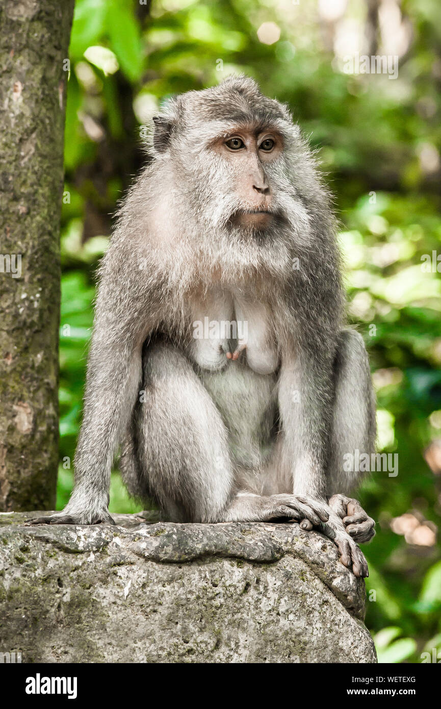 Photo de singe macaque à longue queue (Macaca mulatta) at secret monkey  forest. Ubud, Bali, Indonésie Photo Stock - Alamy