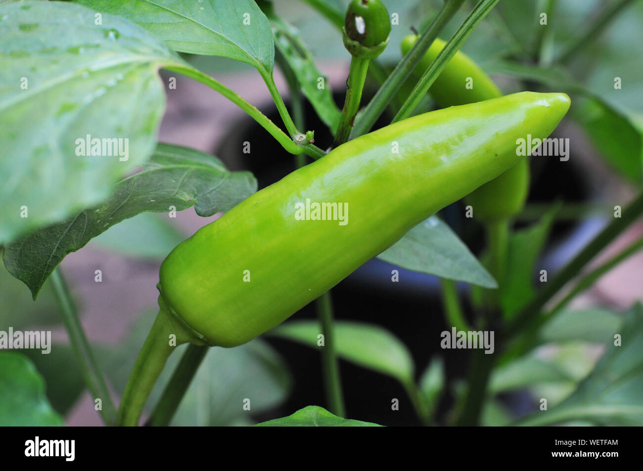 Green Hot Chili Peppers Growing Banque D'Images