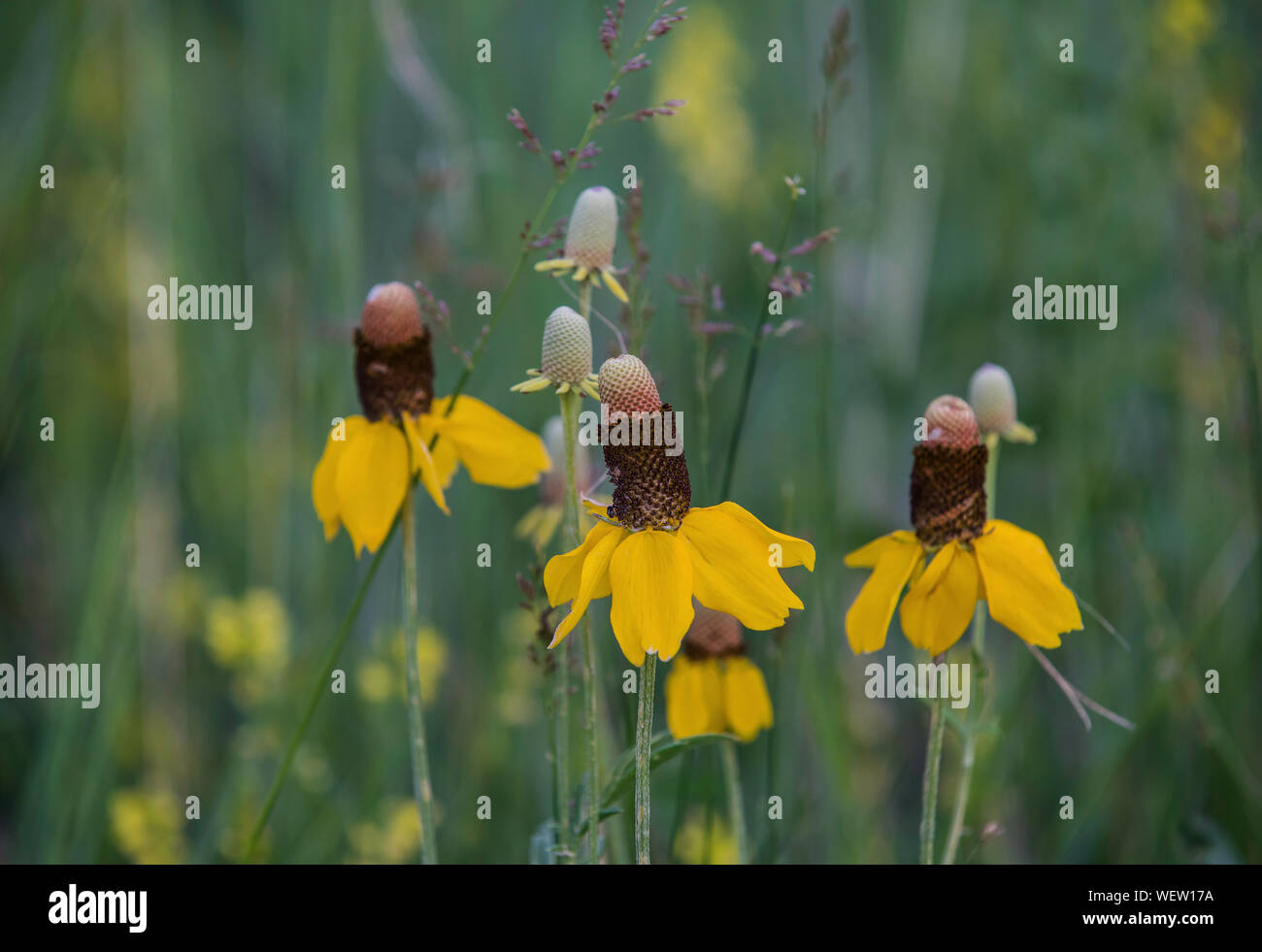 Prairie Coneflower verticale (Ratibida columnifera), également appelé Mexican Hat, Badlands National Park, S. Dakota, USA, par Bruce Montagne/Dembinsky Photo Banque D'Images