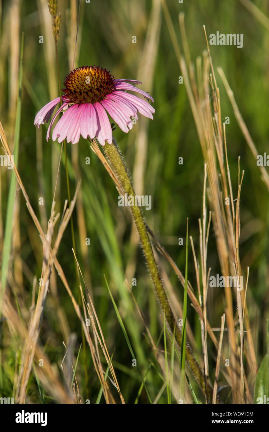 (Echinaceae Échinacée purpurea), la floraison, Prairies, Custer State Park, South Dakota, USA, par Bruce Montagne/Dembinsky Assoc Photo Banque D'Images