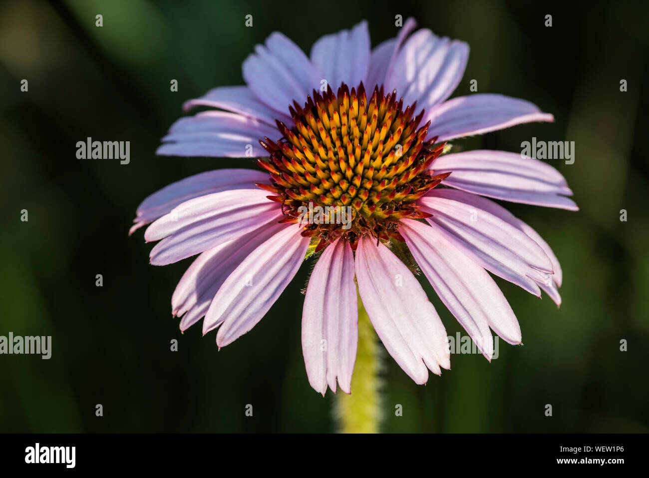 (Echinaceae Échinacée purpurea), la floraison, Prairies, Custer State Park, South Dakota, USA, par Bruce Montagne/Dembinsky Assoc Photo Banque D'Images