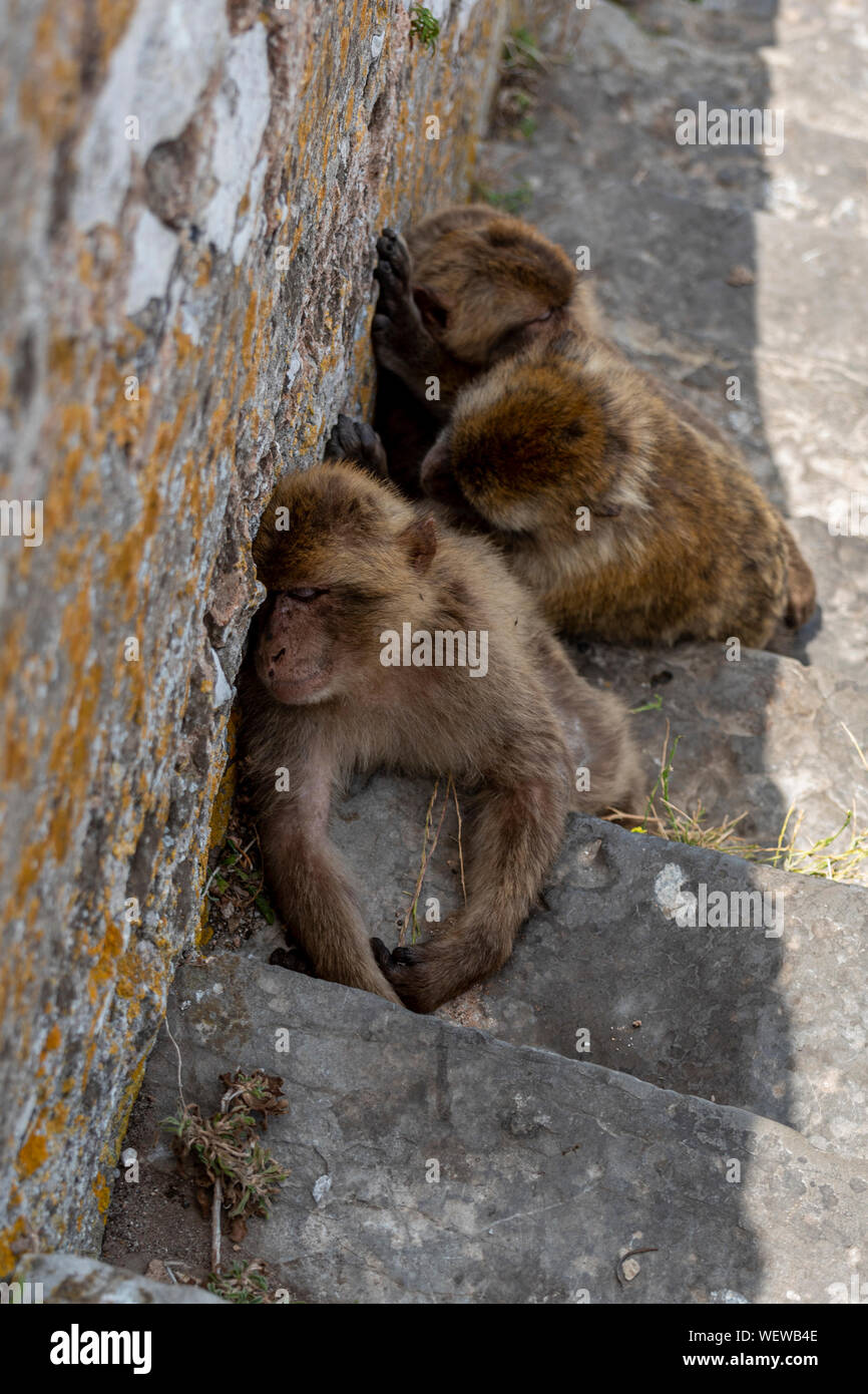 Gibraltan des singes, des macaques de Barbarie, reste à l'ombre des marches jusqu'au sommet de la roche. Banque D'Images
