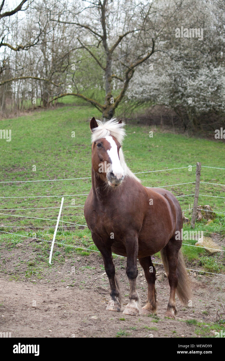 Forêt-Noire coldblood Draft Horse portrait Banque D'Images