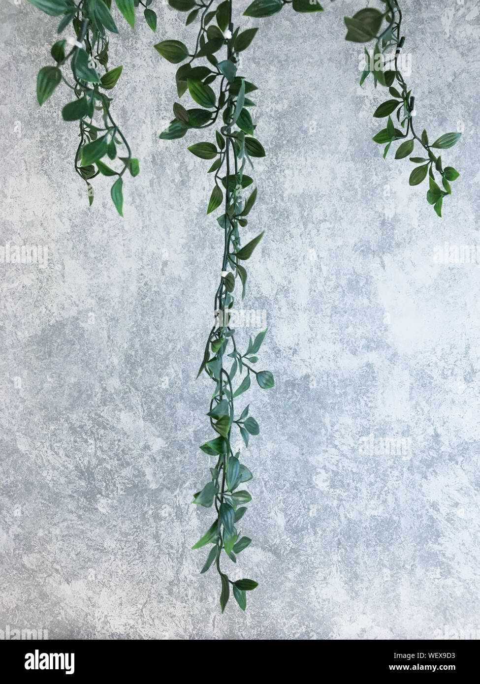 Green plante grimpante sur un mur gris ciment. Maquette du mur, le minimalisme concept Banque D'Images