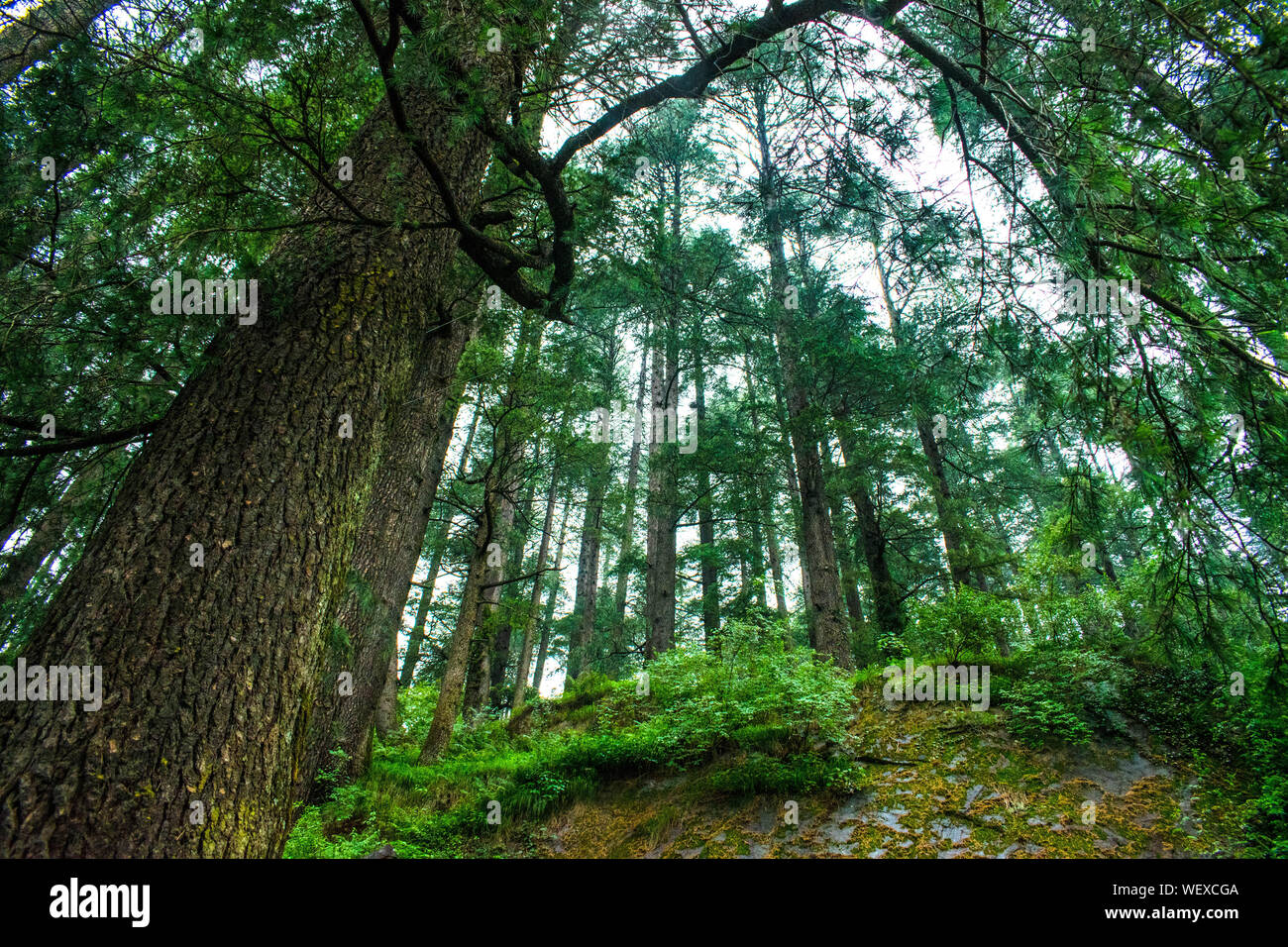 Une forêt verdoyante avec des branches montrant la lumière Banque D'Images