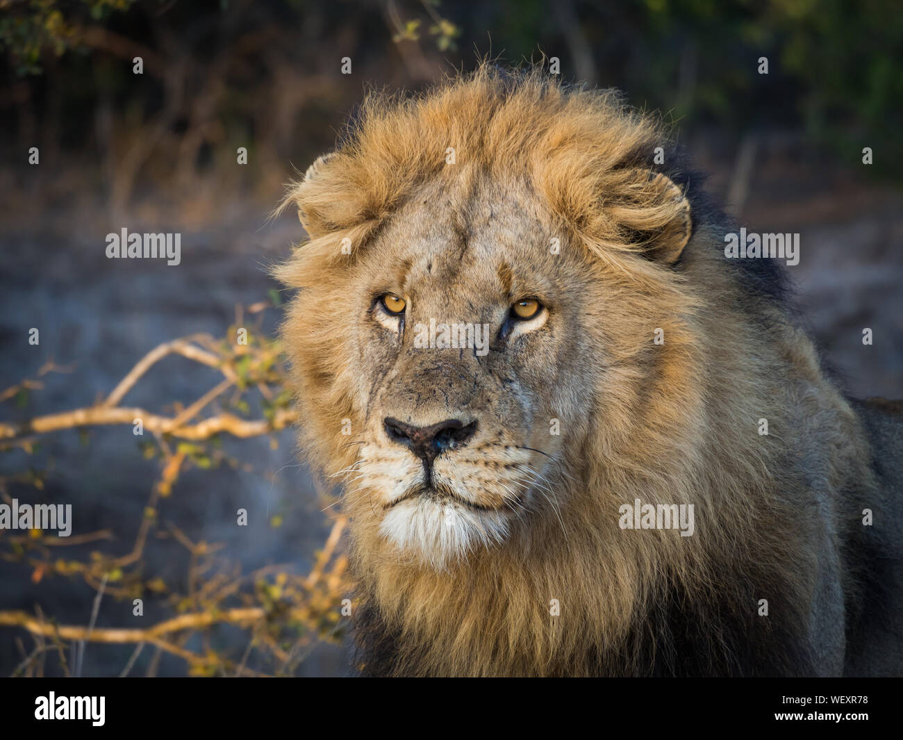 Close-up Portrait Of Male Lion à crinière à grande distance, dans le parc national Kruger, Afrique du Sud Banque D'Images