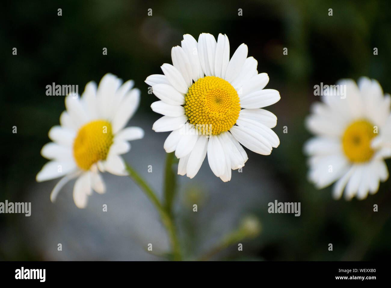 Fleur blanche avec un arrière-plan flou Banque D'Images