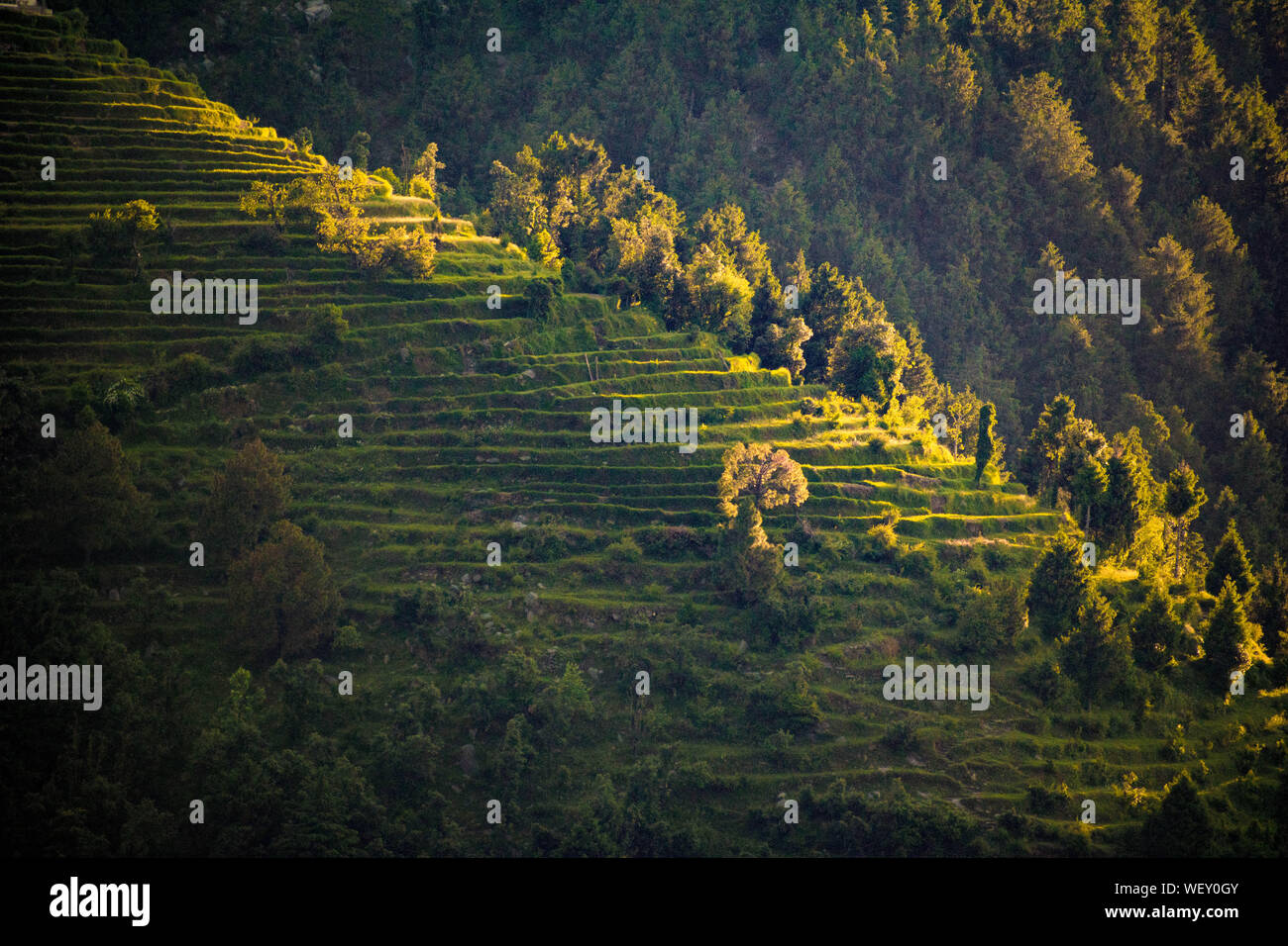 Une maison isolée ou lieux de vie entouré de vert d'élevage terrasse les régions de montagne. Un super endroit pour la vie solitaire et randonnées Banque D'Images