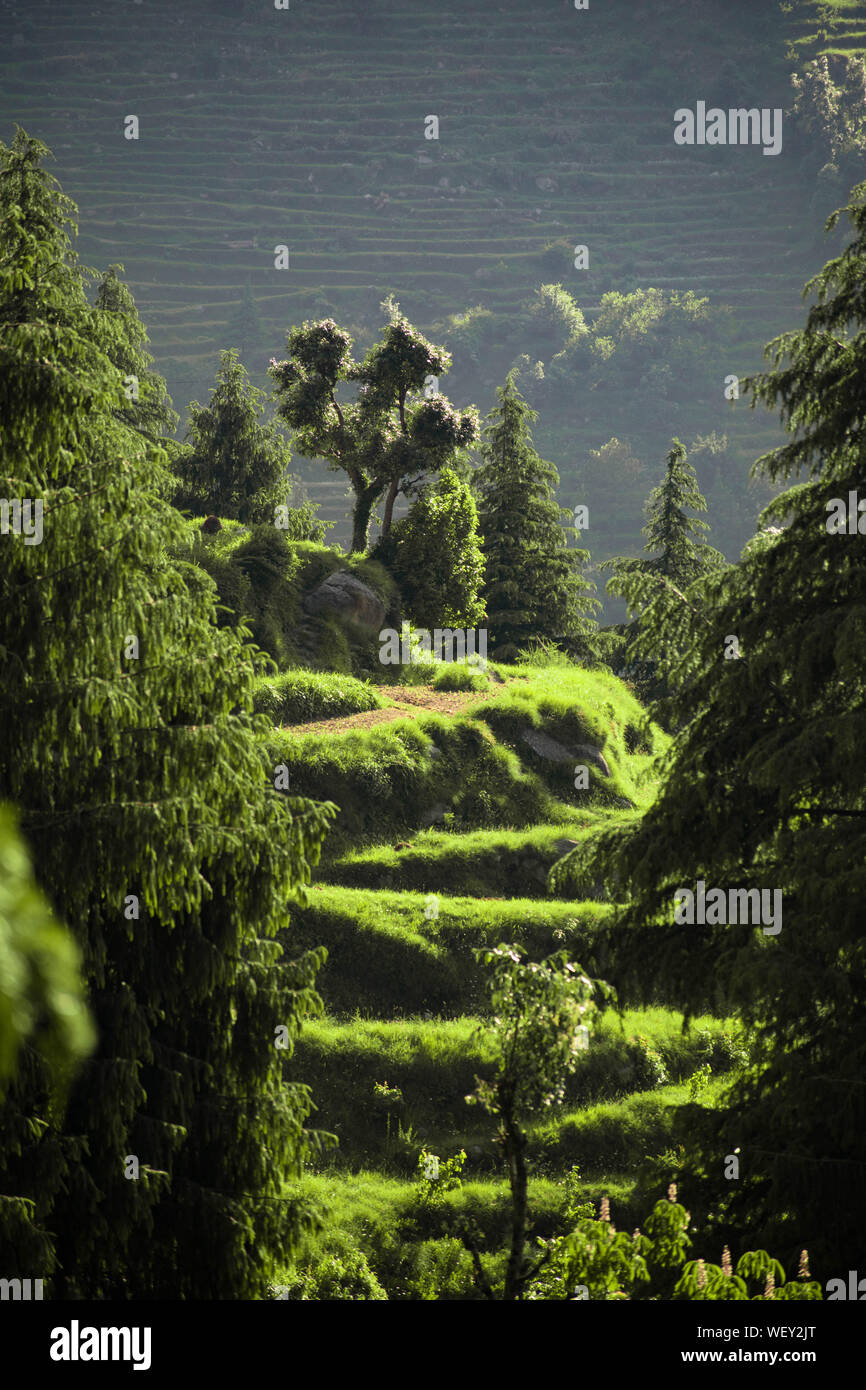 Une maison isolée ou lieux de vie entouré de vert d'élevage terrasse les régions de montagne. Un super endroit pour la vie solitaire et randonnées Banque D'Images