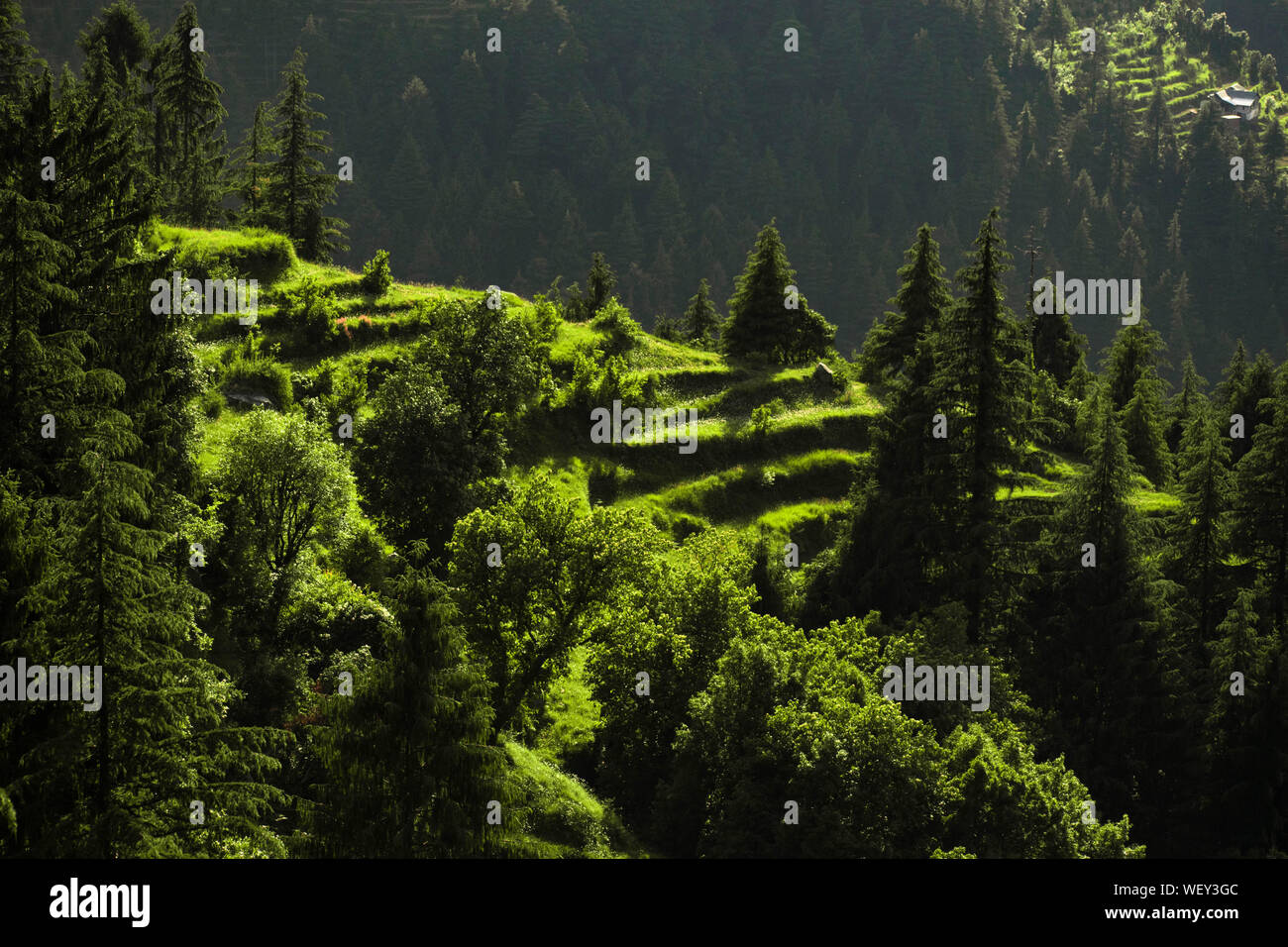 Une maison isolée ou lieux de vie entouré de vert d'élevage terrasse les régions de montagne. Un super endroit pour la vie solitaire et randonnées Banque D'Images