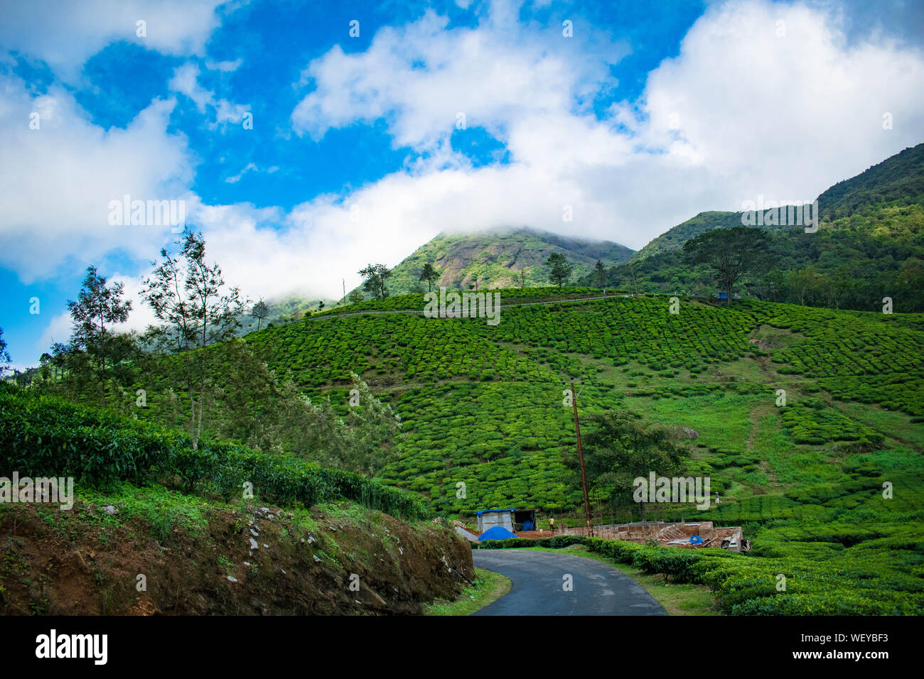 La Grande Charte verte des chaînes de montagnes. Entouré de sommets des plantes vertes et un fond de ciel bleu. Jardin de thé dans les Ghāts occidentaux Banque D'Images