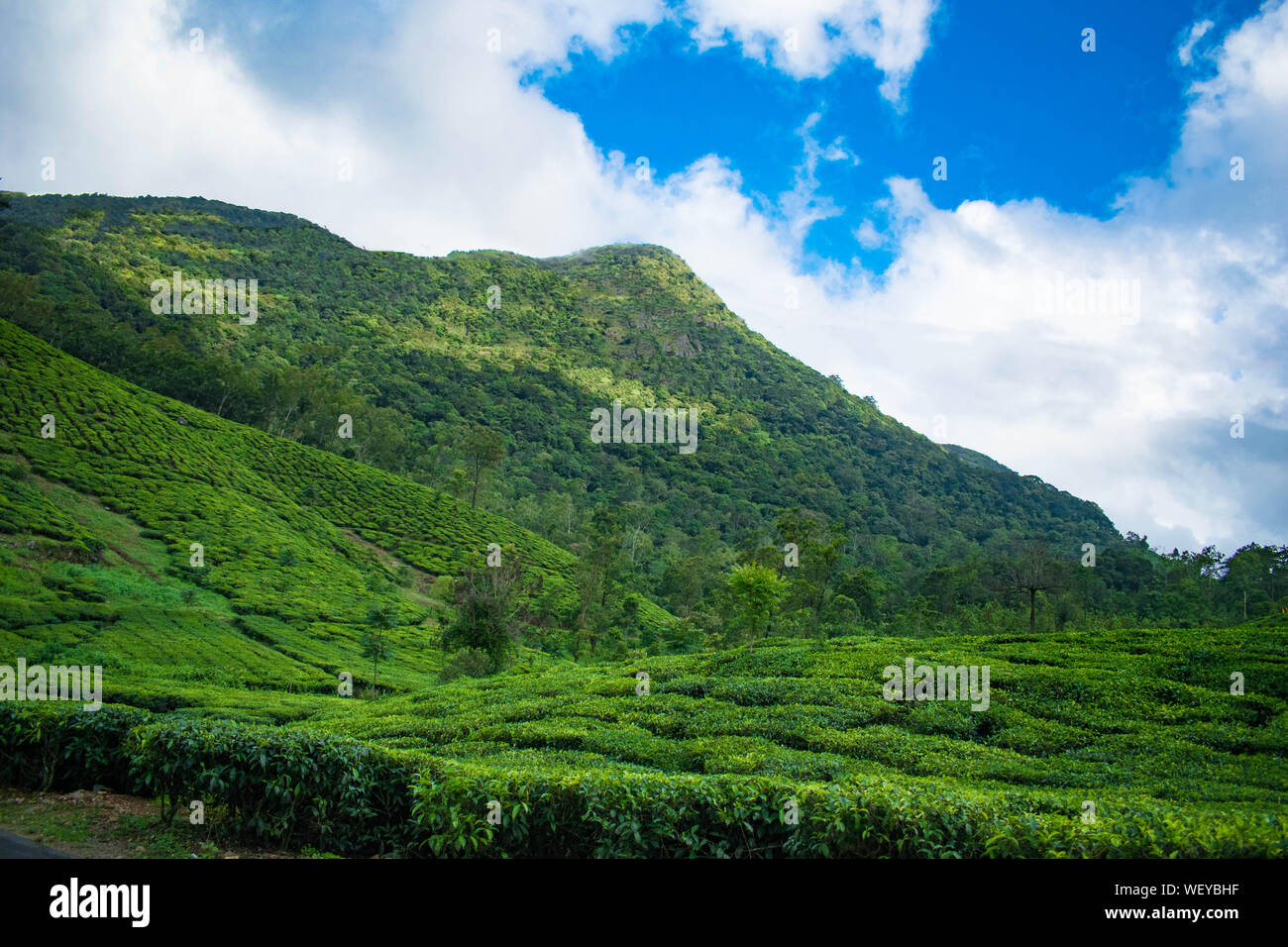 Les plantations de thé à Vagamon, Idukki. Une partie de Western Ghats en Inde. Un super endroit pour un voyage de profiter de la beauté du Kerala Banque D'Images
