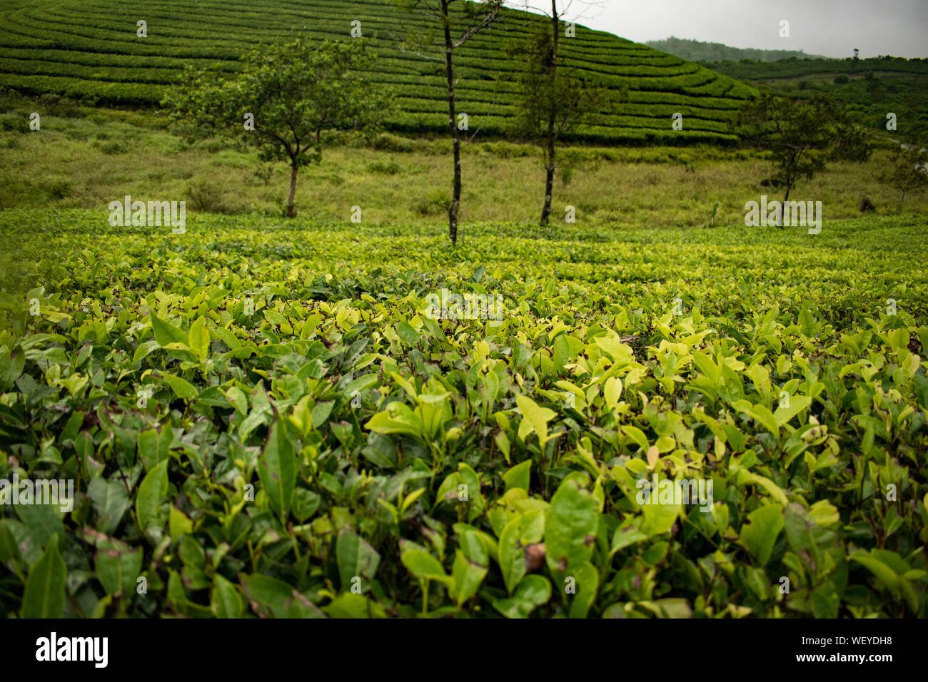 Les plantations de thé à Vagamon, Idukki. Une partie de Western Ghats en Inde. Un super endroit pour un voyage de profiter de la beauté du Kerala Banque D'Images