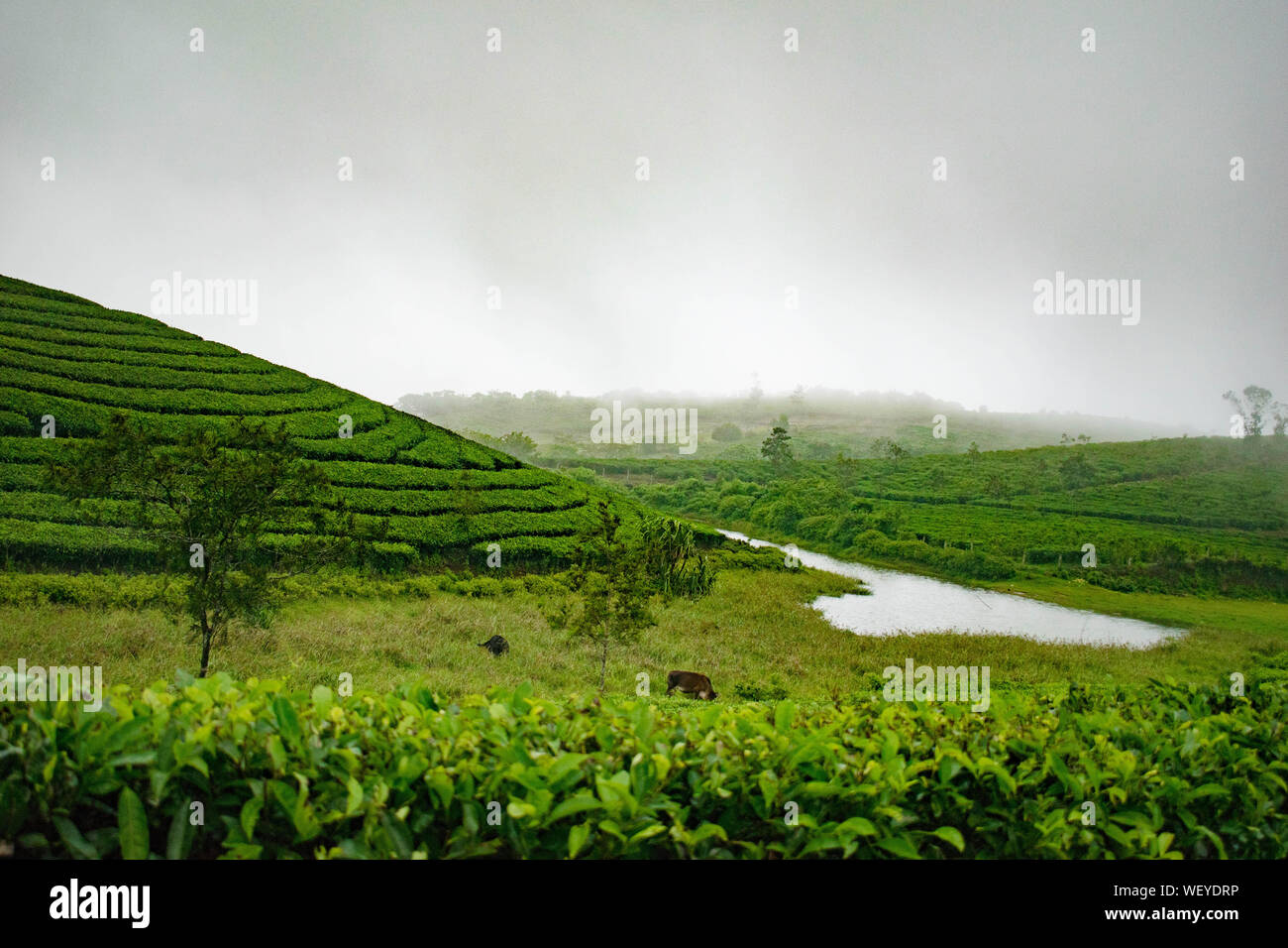 Les plantations de thé à Vagamon, Idukki. Une partie de Western Ghats en Inde. Un super endroit pour un voyage de profiter de la beauté du Kerala Banque D'Images