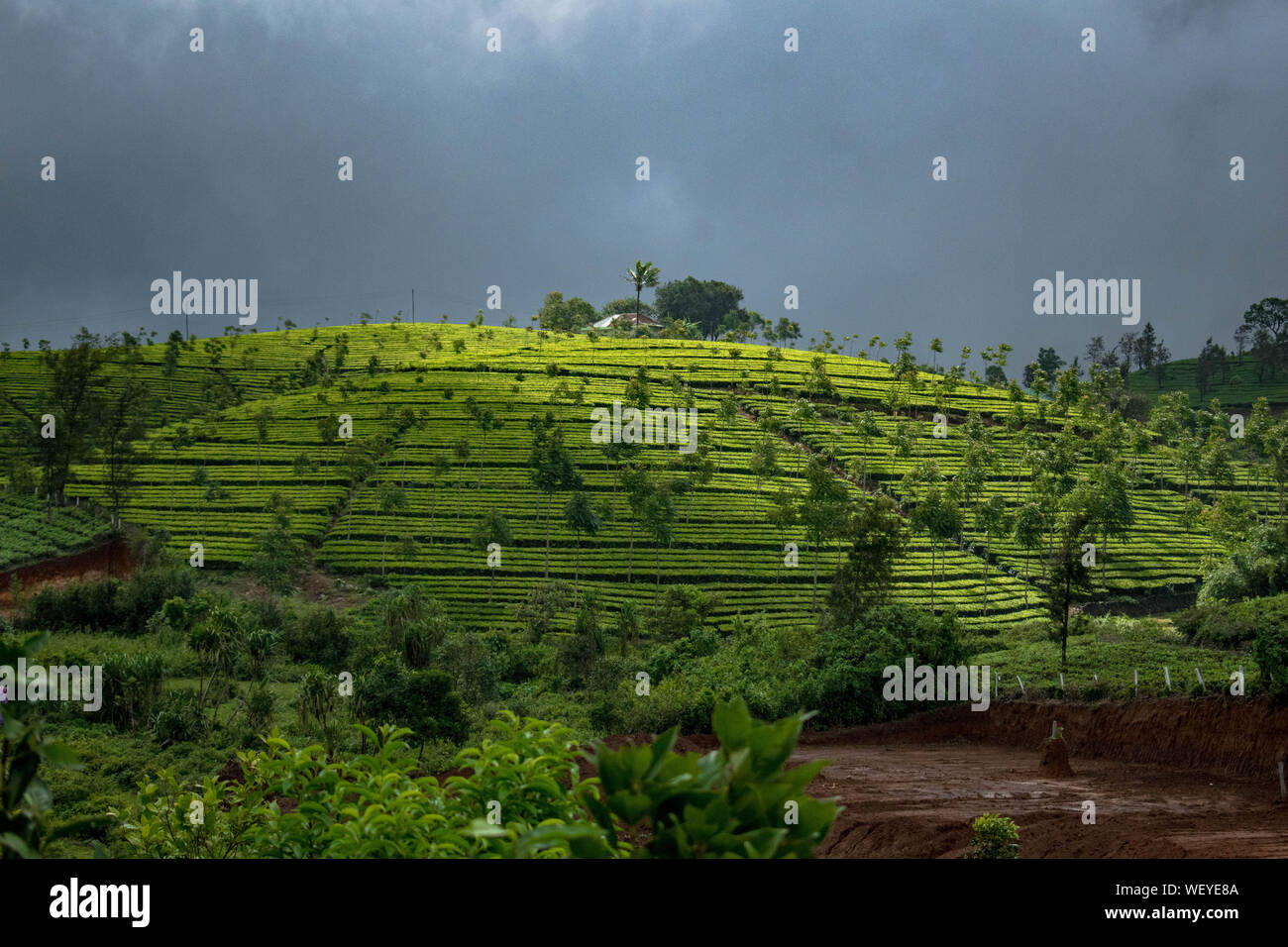 Les plantations de thé à Vagamon, Idukki. Une partie de Western Ghats en Inde. Un super endroit pour un voyage de profiter de la beauté du Kerala Banque D'Images